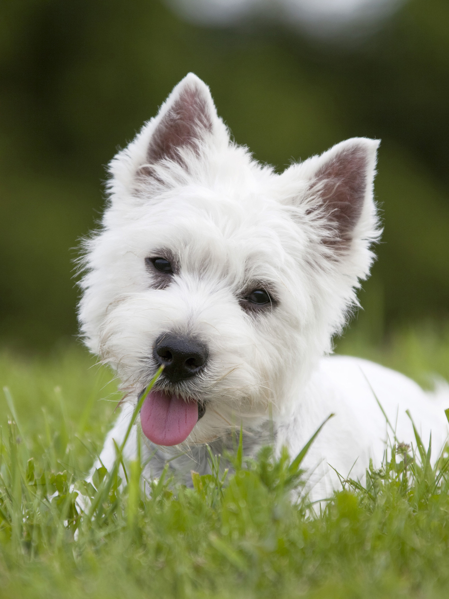 West Highland White Terrier Wallpapers