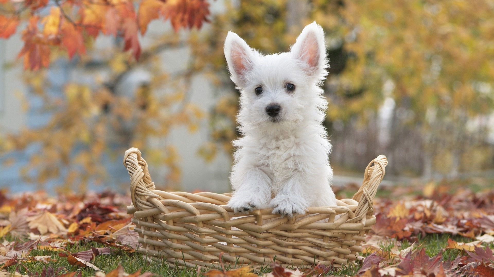 West Highland White Terrier Wallpapers