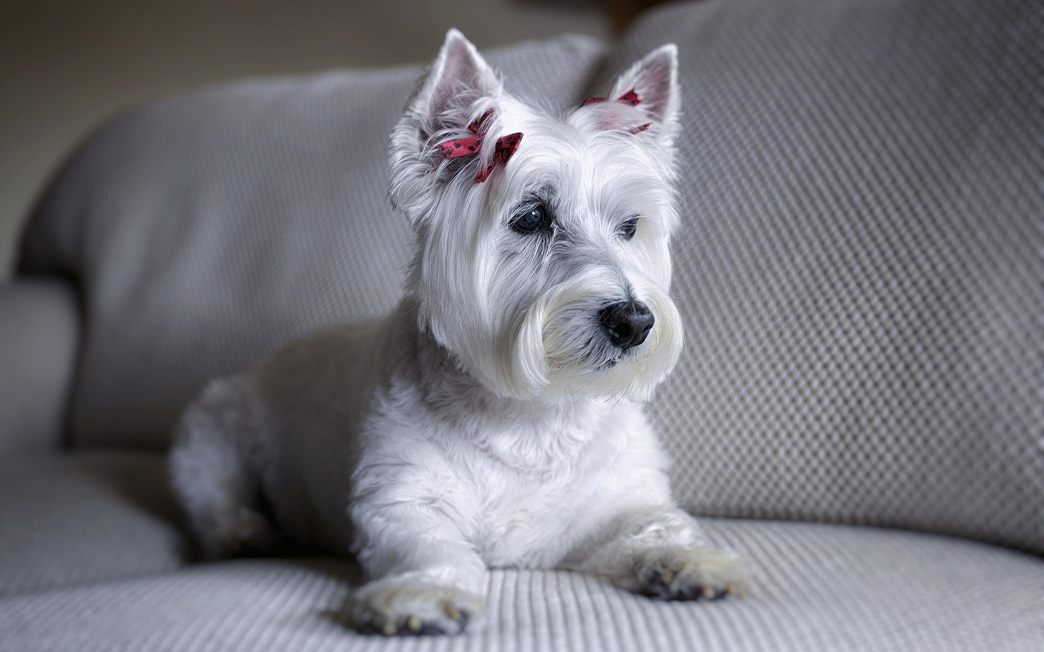 West Highland White Terrier Wallpapers