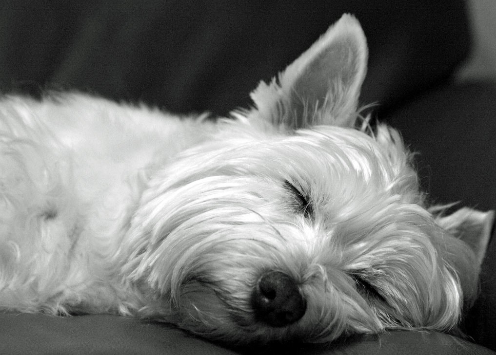 West Highland White Terrier Wallpapers