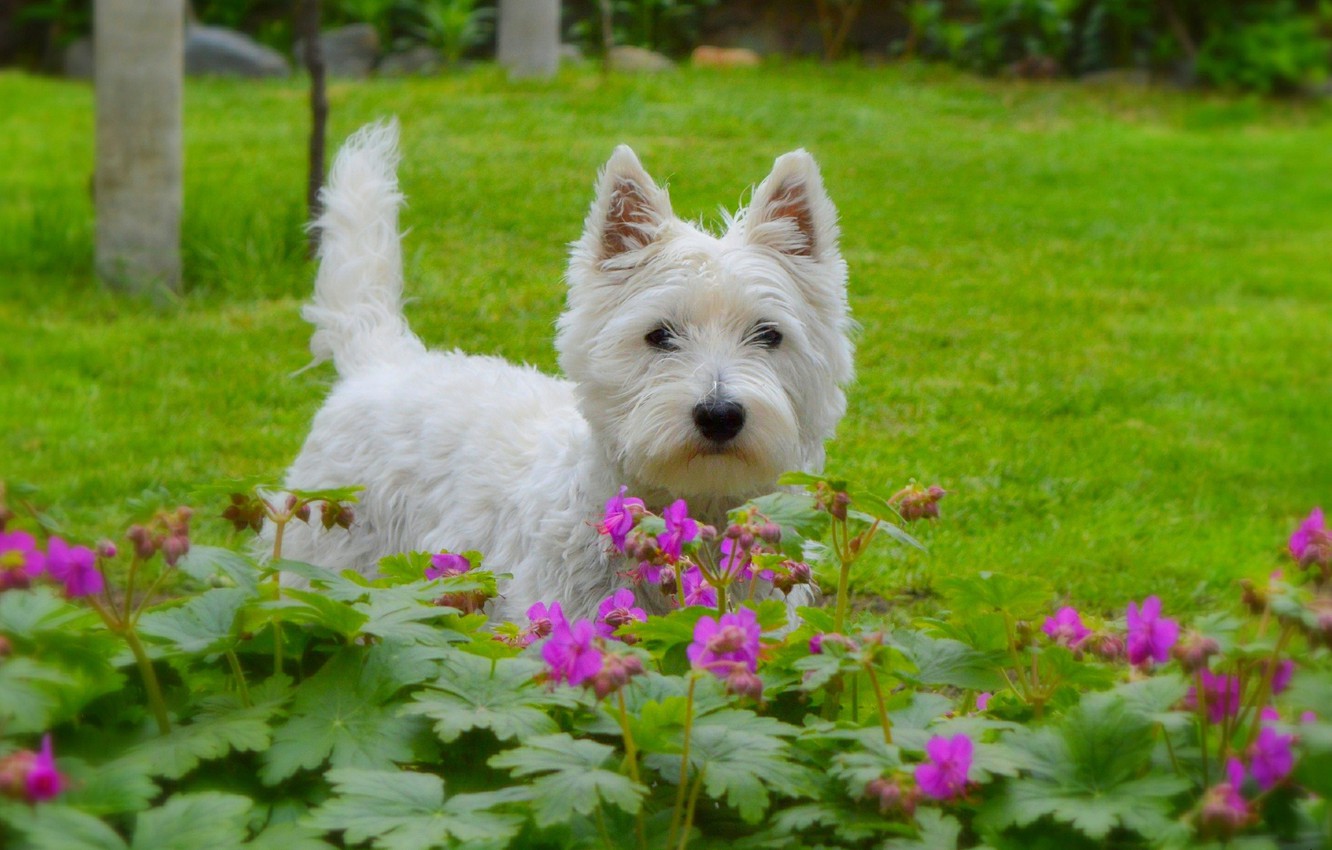 West Highland White Terrier Wallpapers