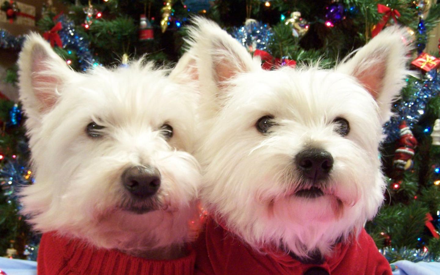 West Highland White Terrier Wallpapers