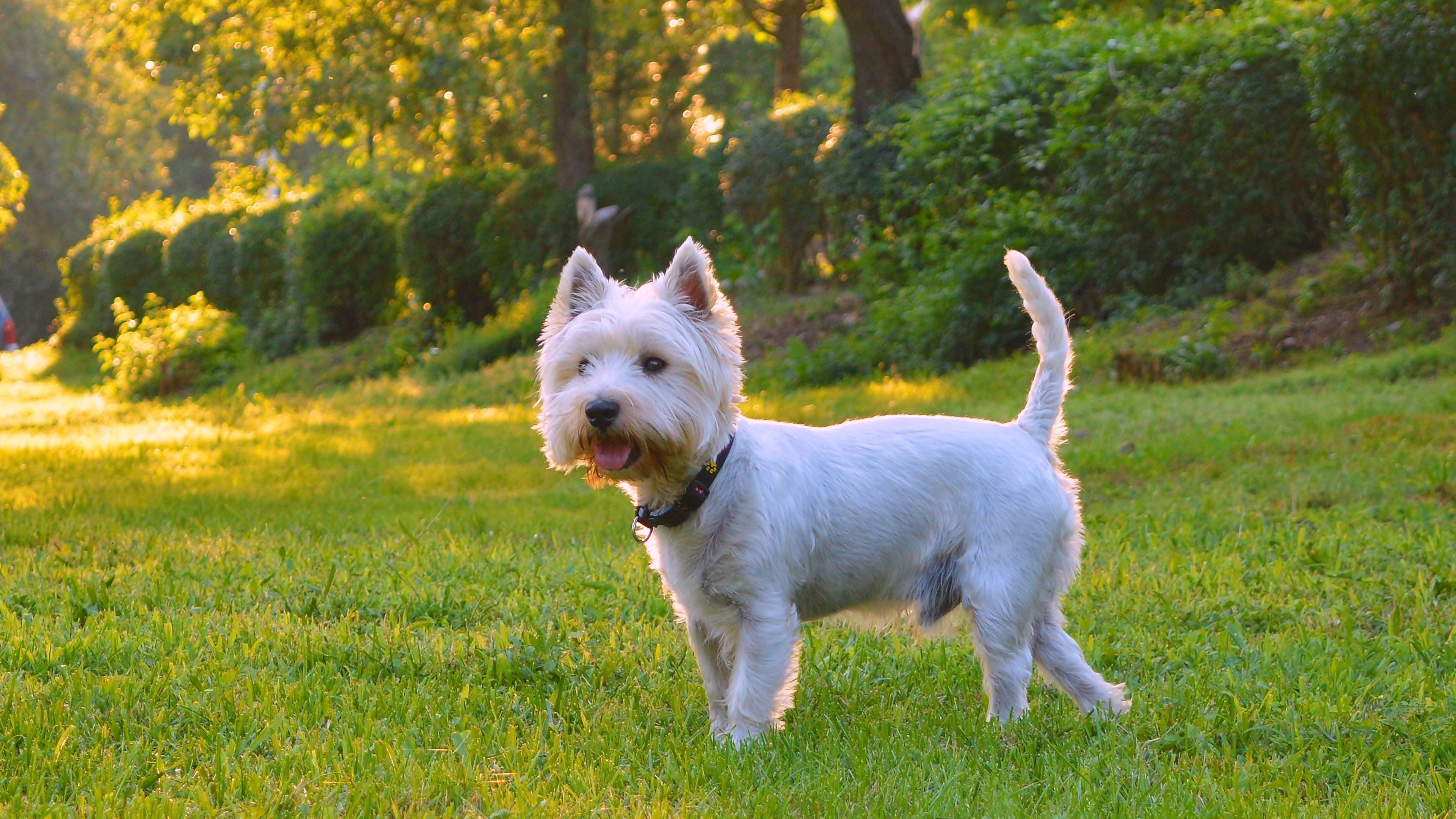 West Highland White Terrier Wallpapers