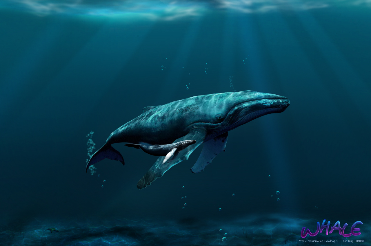 Whale Wallpapers