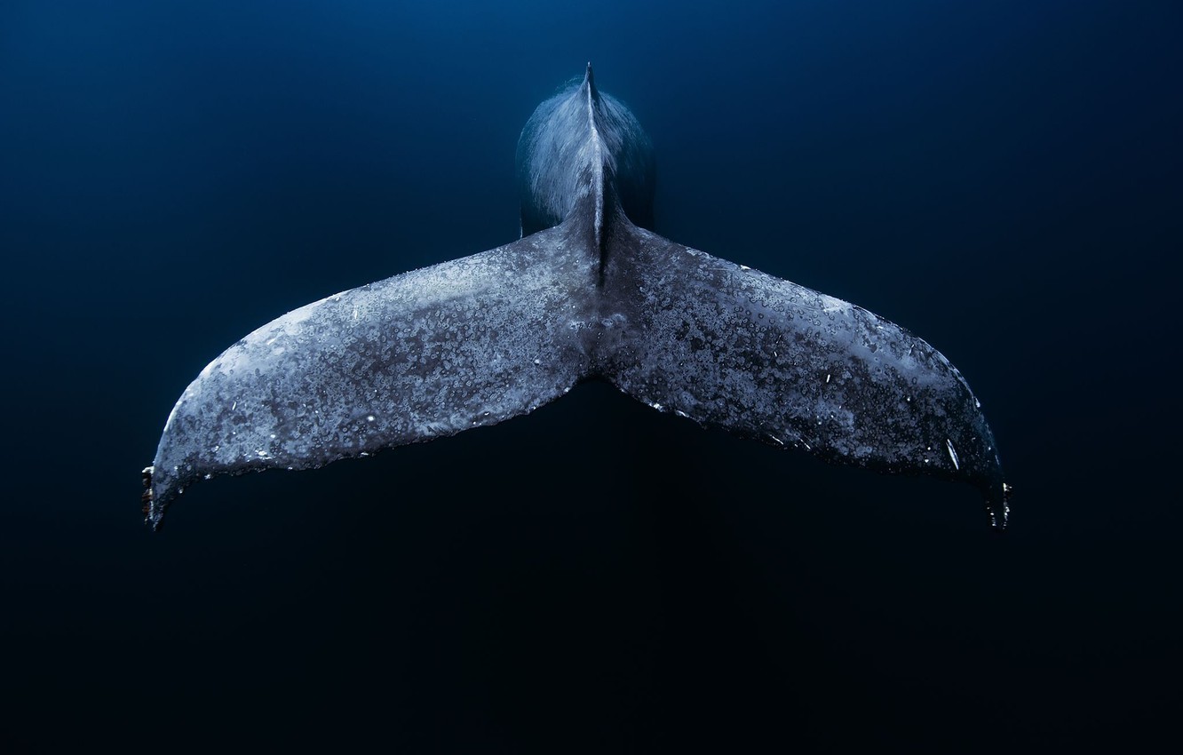 Whale Wallpapers