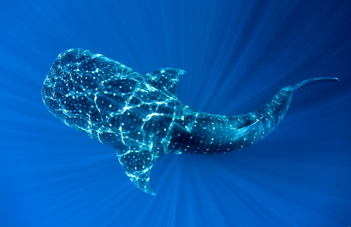 Whale Shark Wallpapers