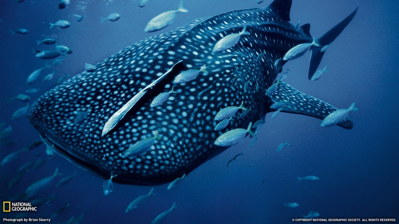 Whale Shark Wallpapers
