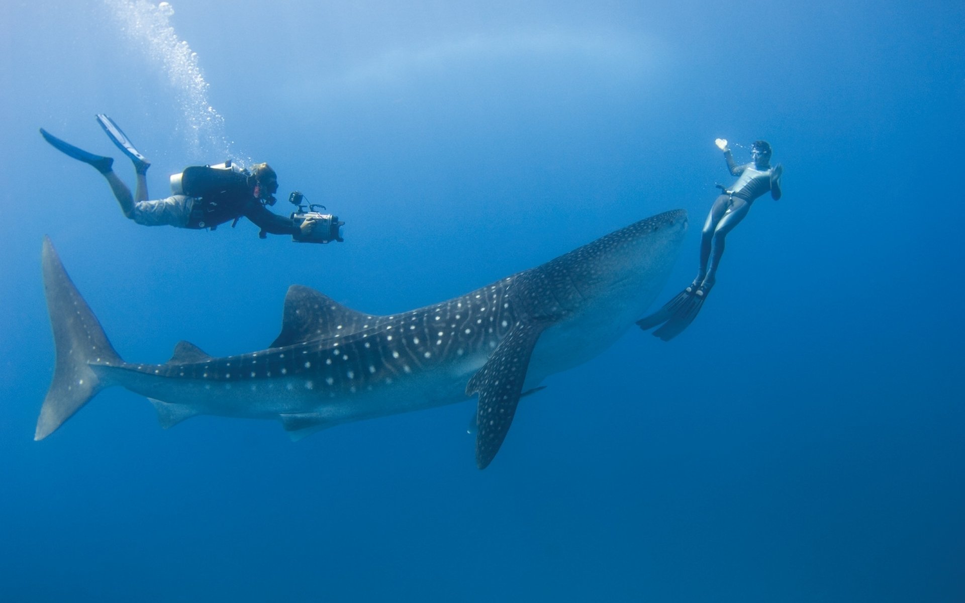 Whale Shark Wallpapers