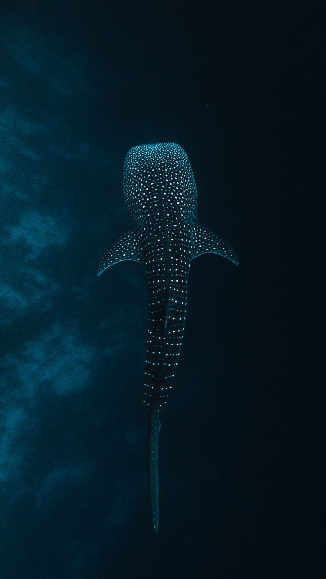 Whale Shark Wallpapers