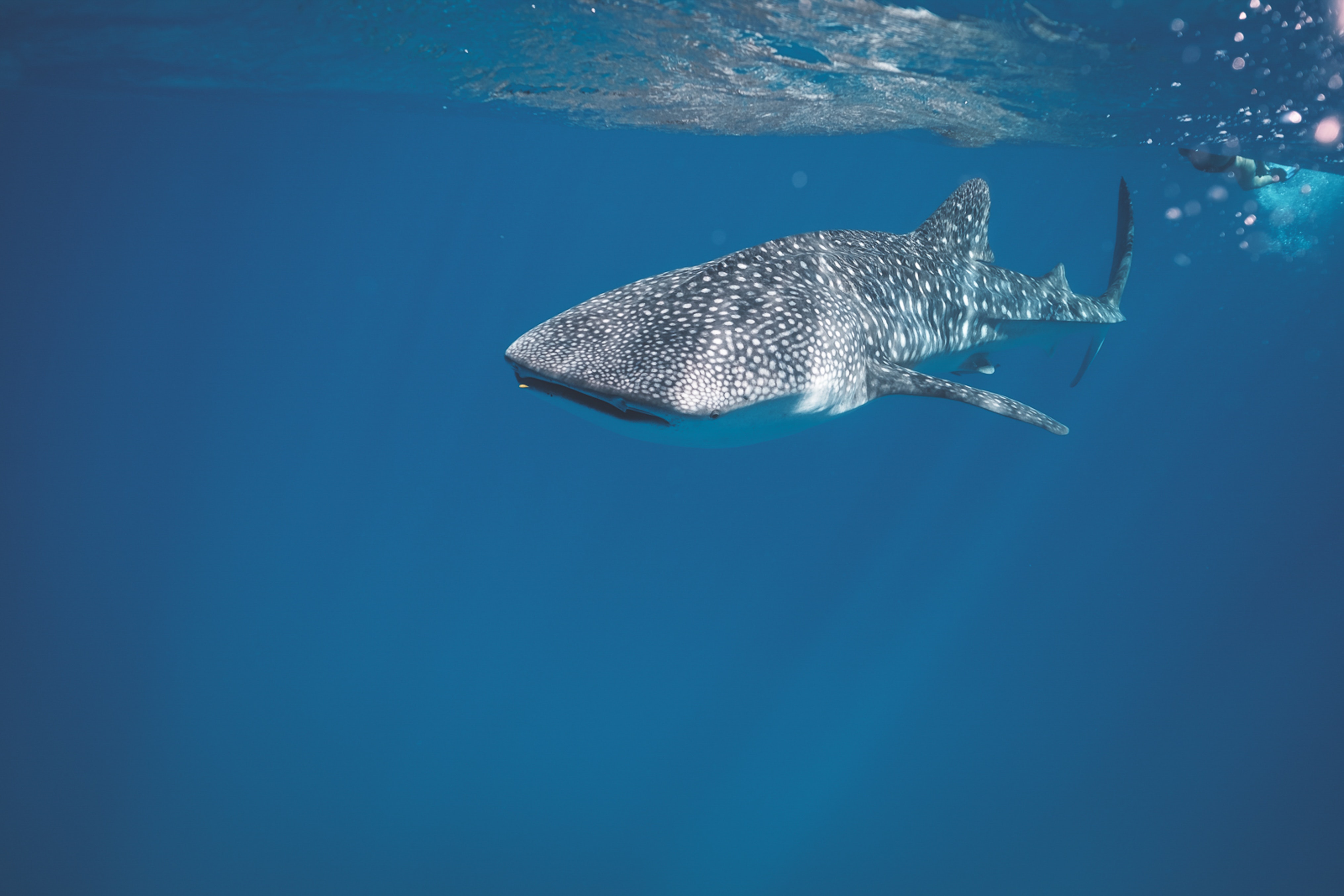 Whale Shark Wallpapers