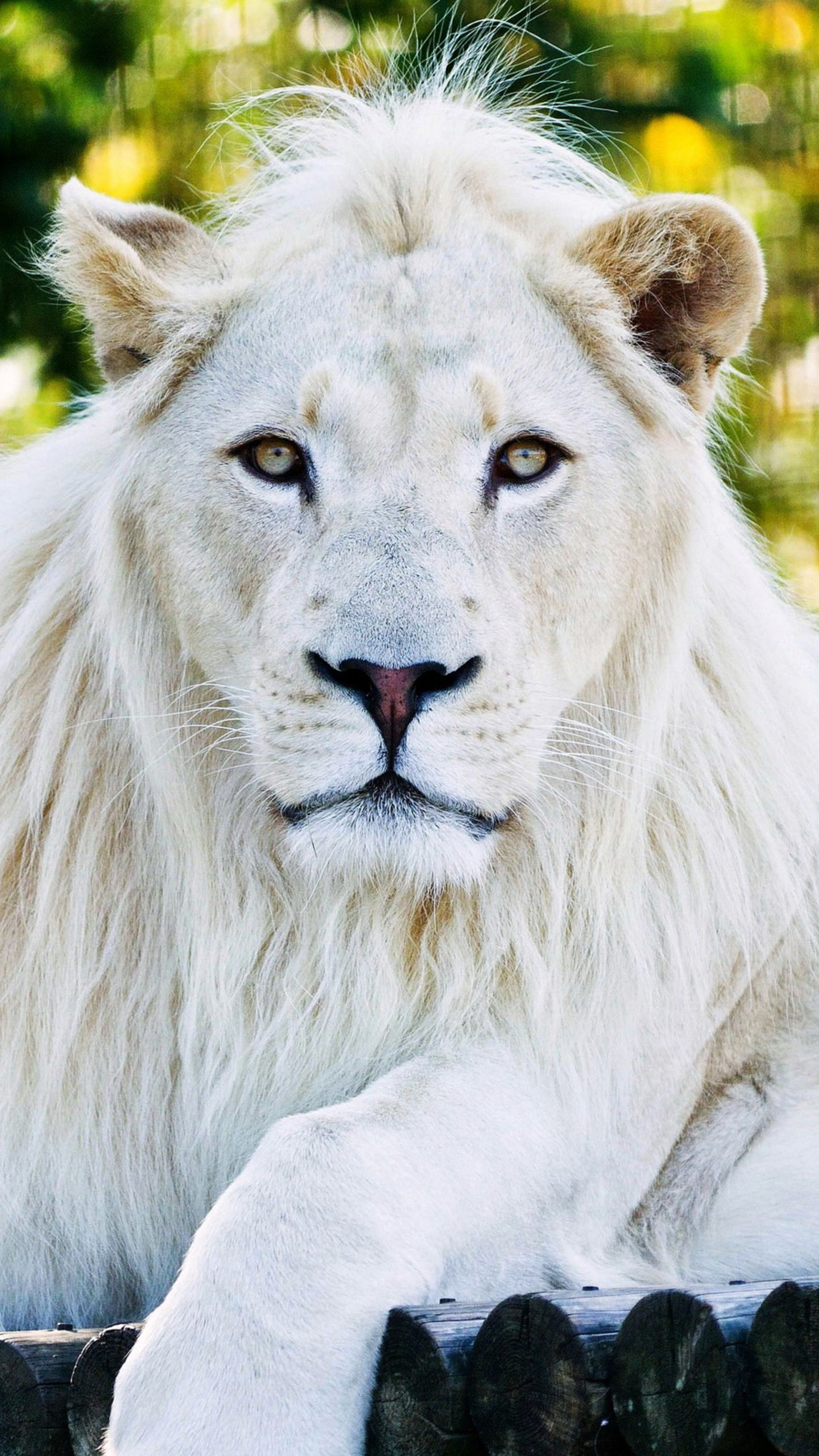 White Lion Wallpapers