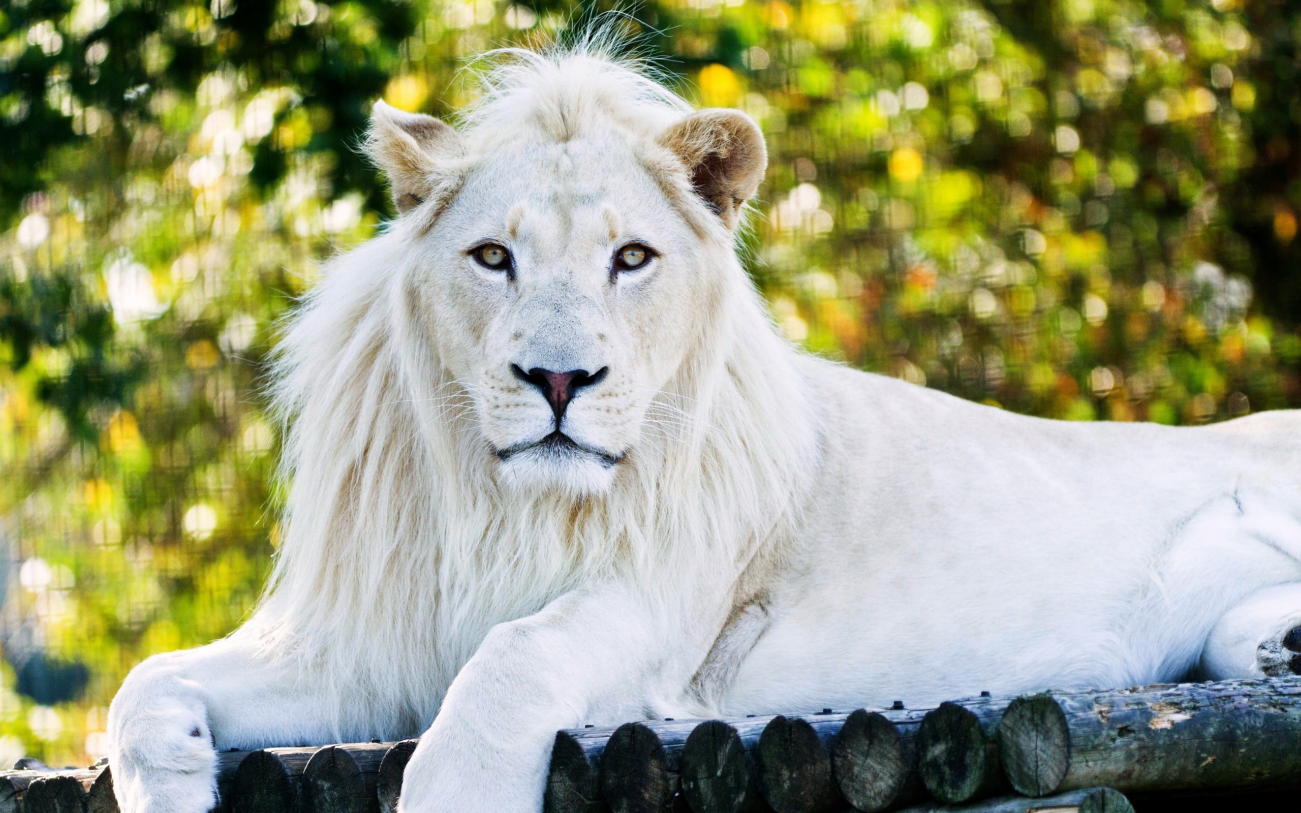 White Lion Wallpapers