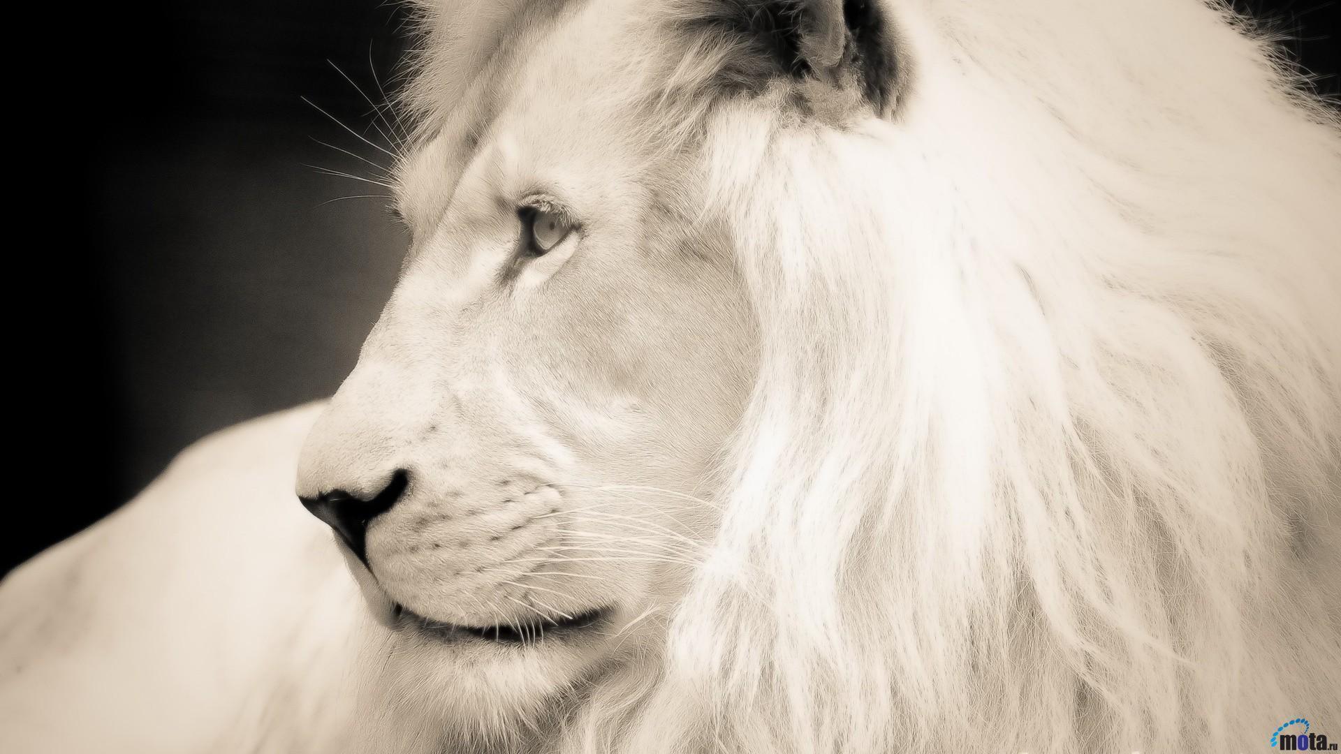 White Lion Wallpapers