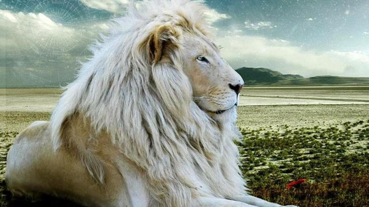 White Lion Wallpapers