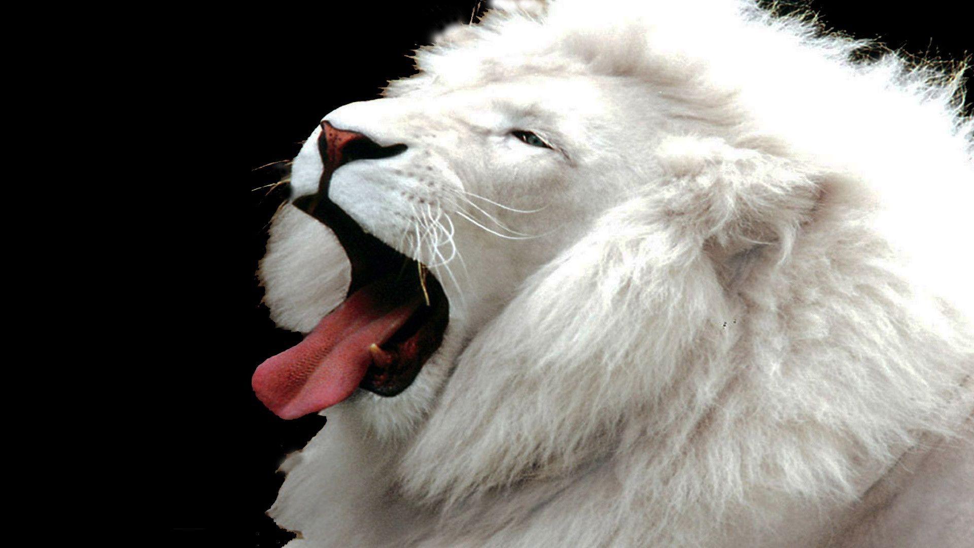 White Lion Wallpapers