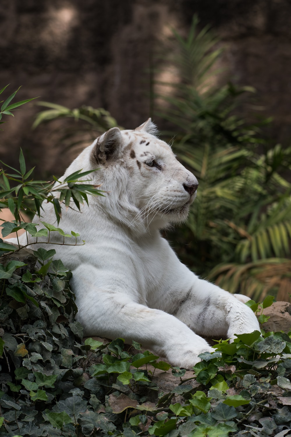 White Lion Wallpapers