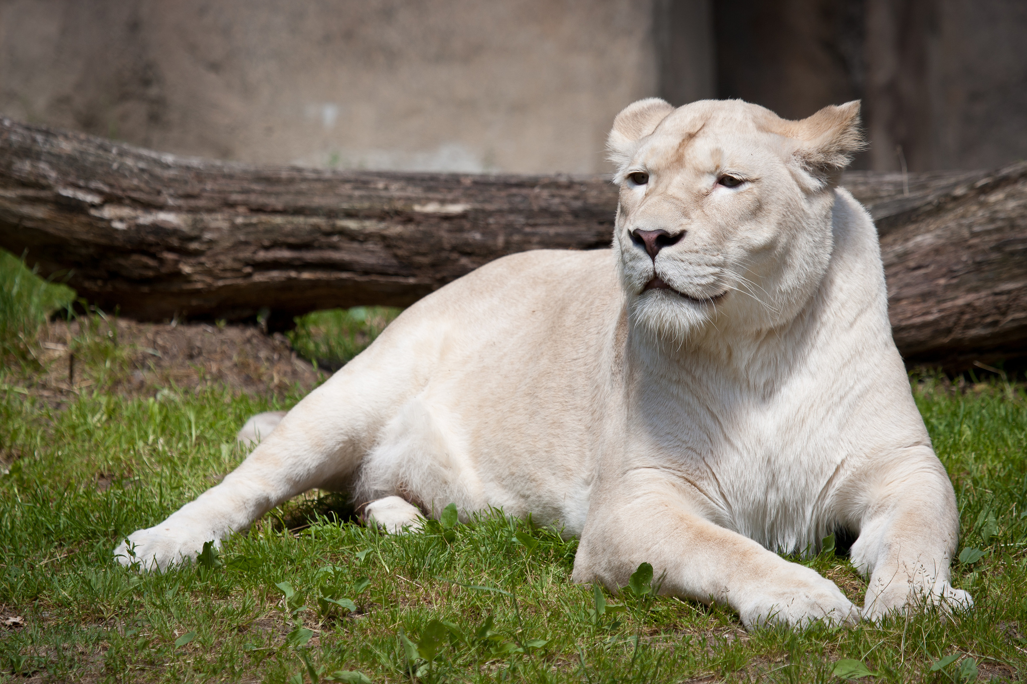 White Lion Wallpapers