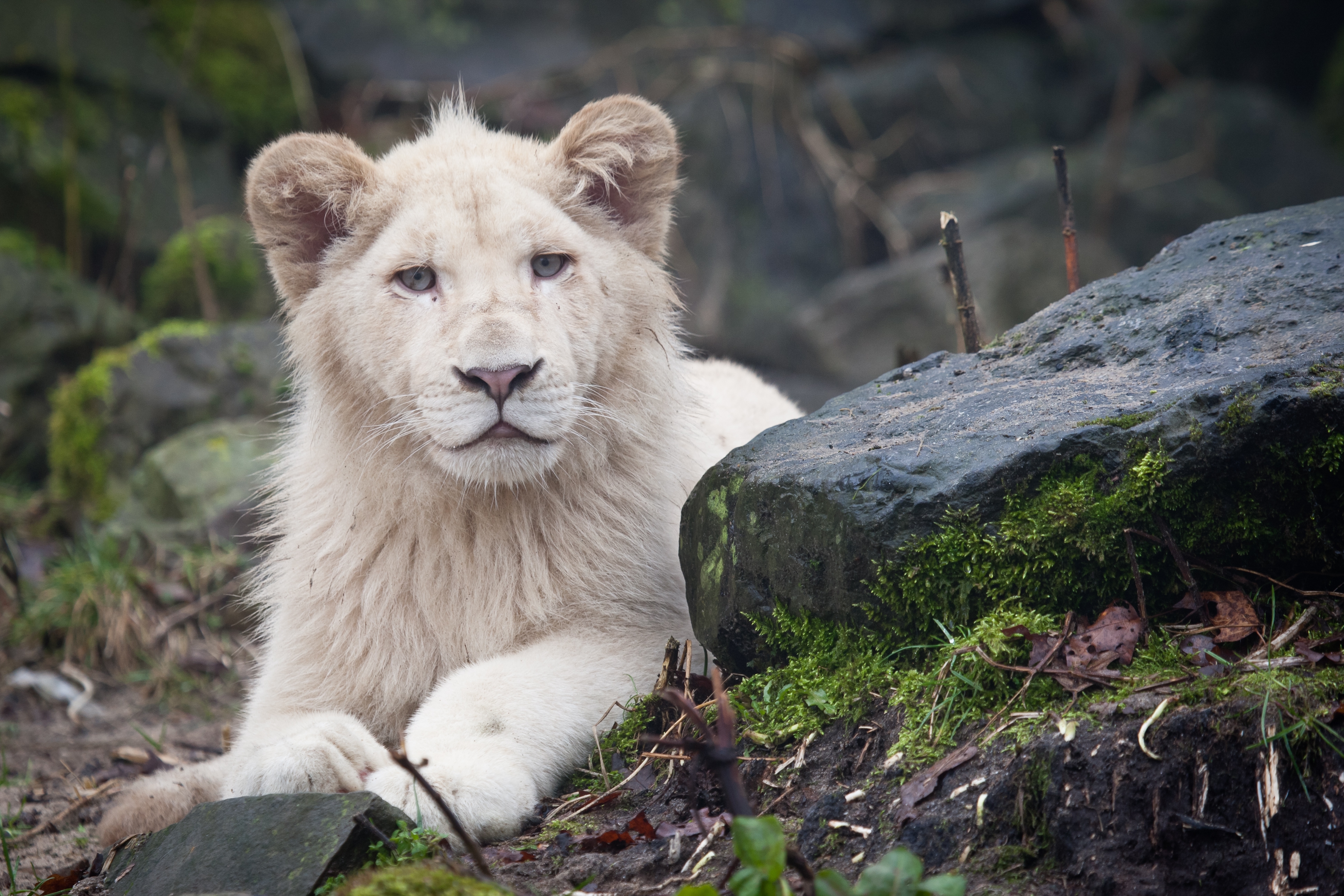 White Lion Wallpapers