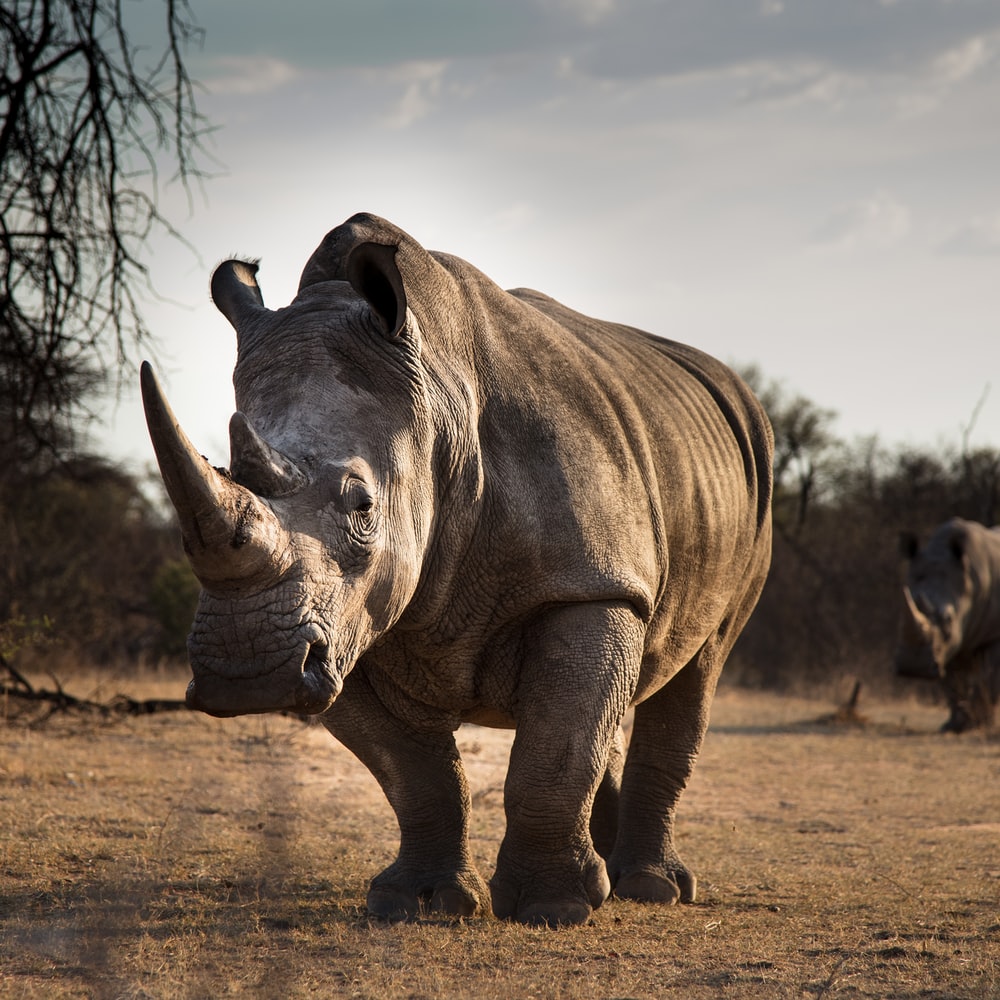 White Rhinoceros Wallpapers