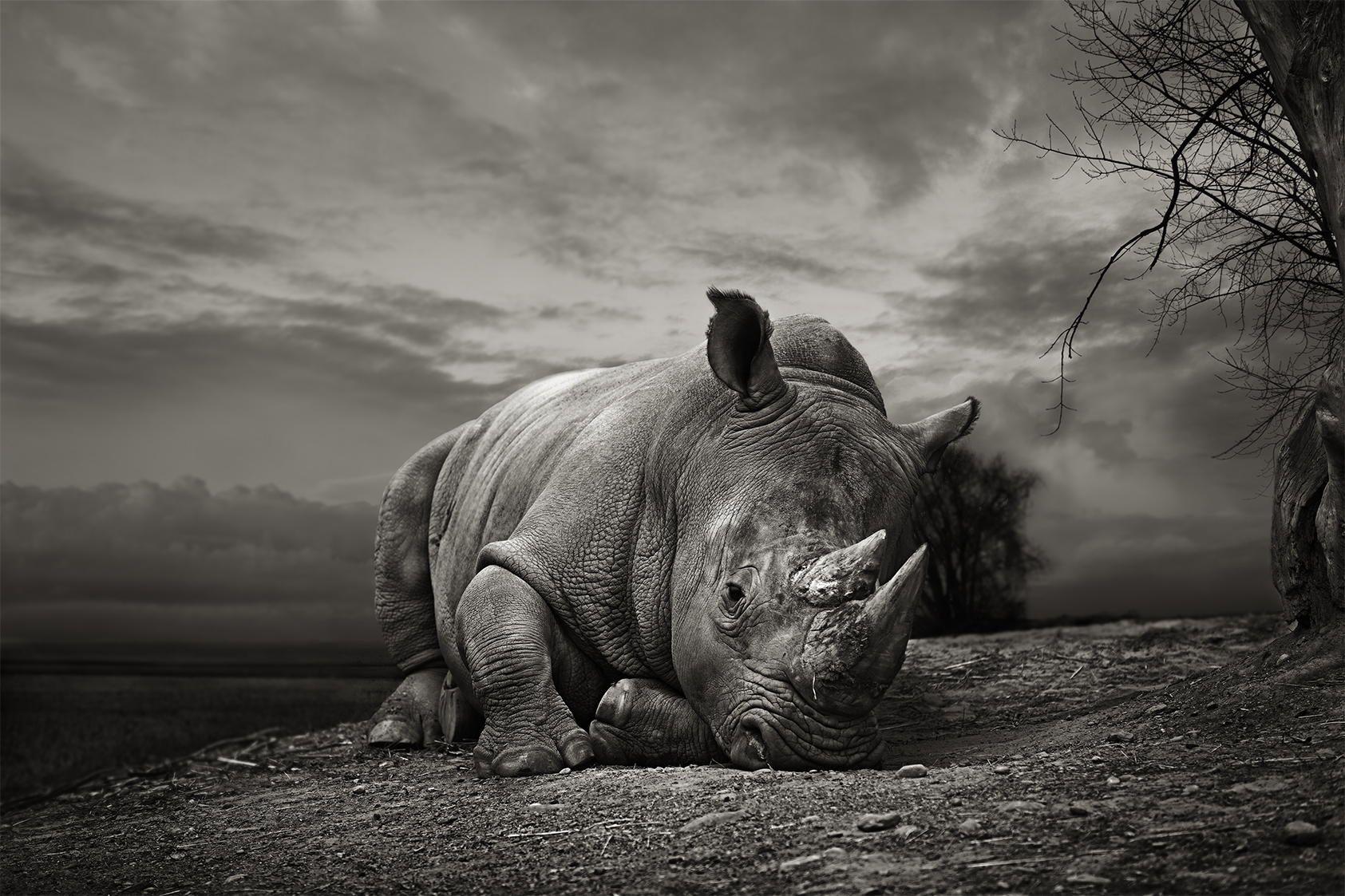 White Rhinoceros Wallpapers