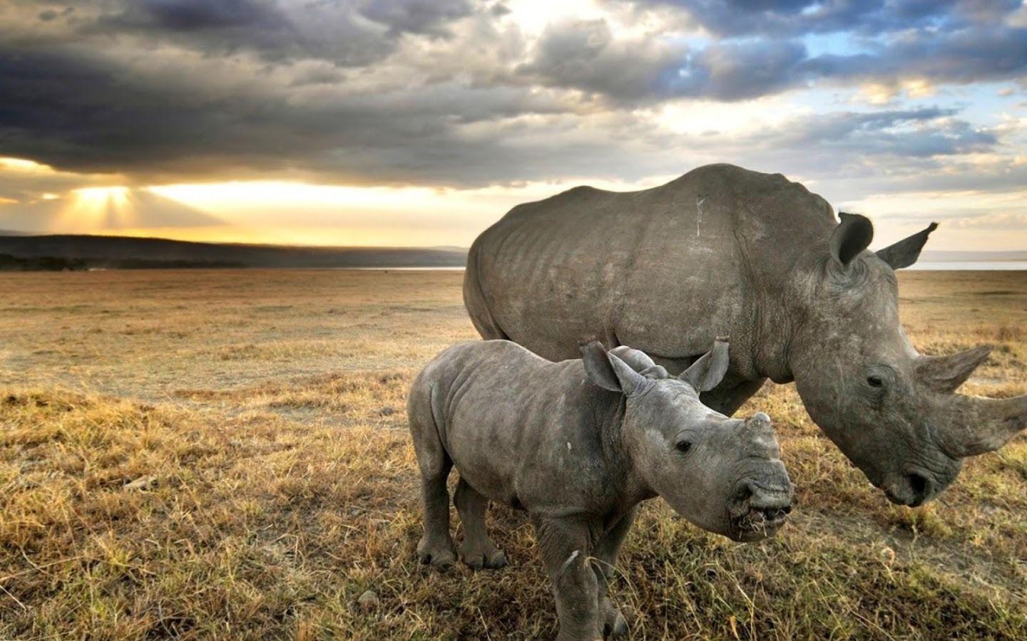 White Rhinoceros Wallpapers