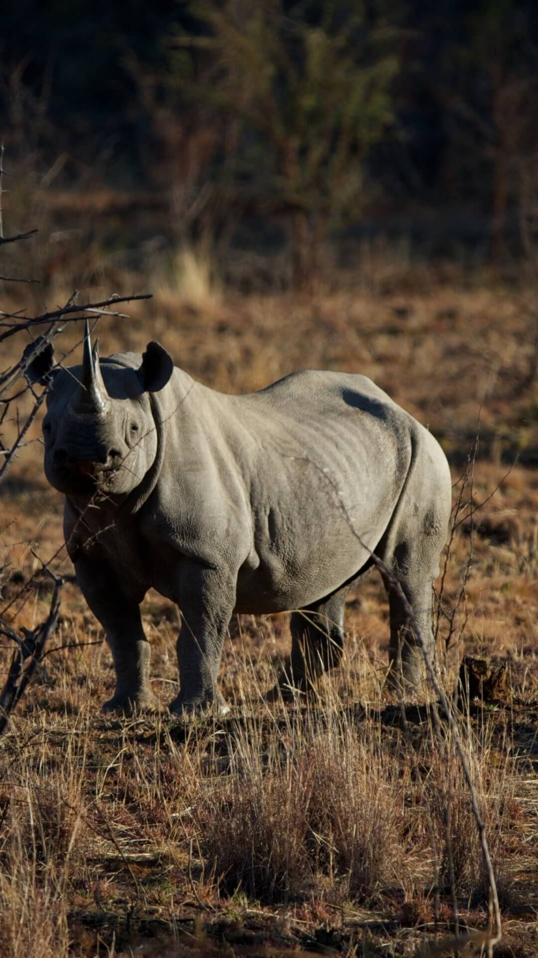 White Rhinoceros Wallpapers