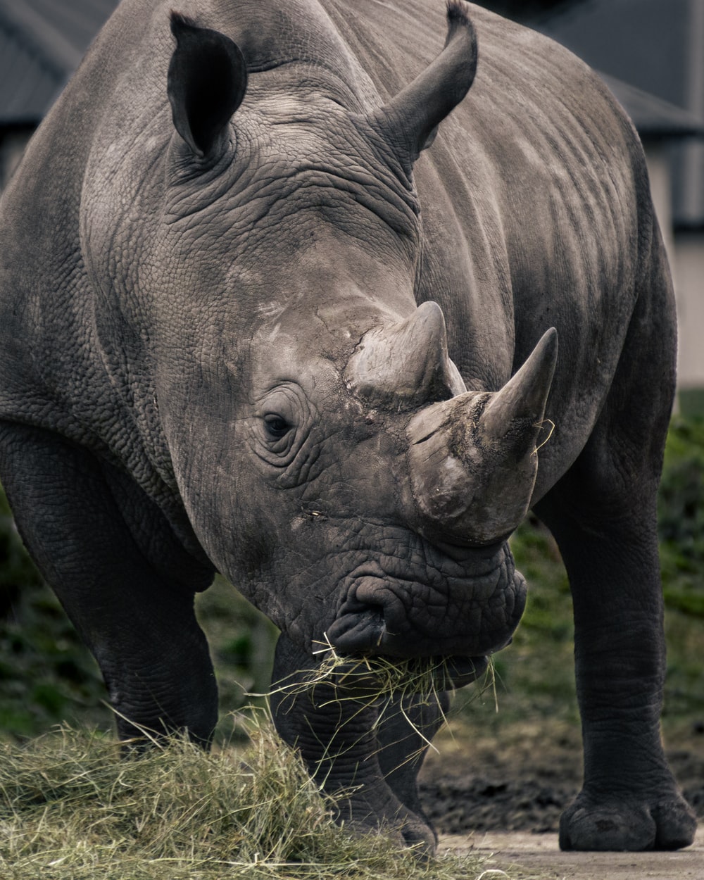 White Rhinoceros Wallpapers