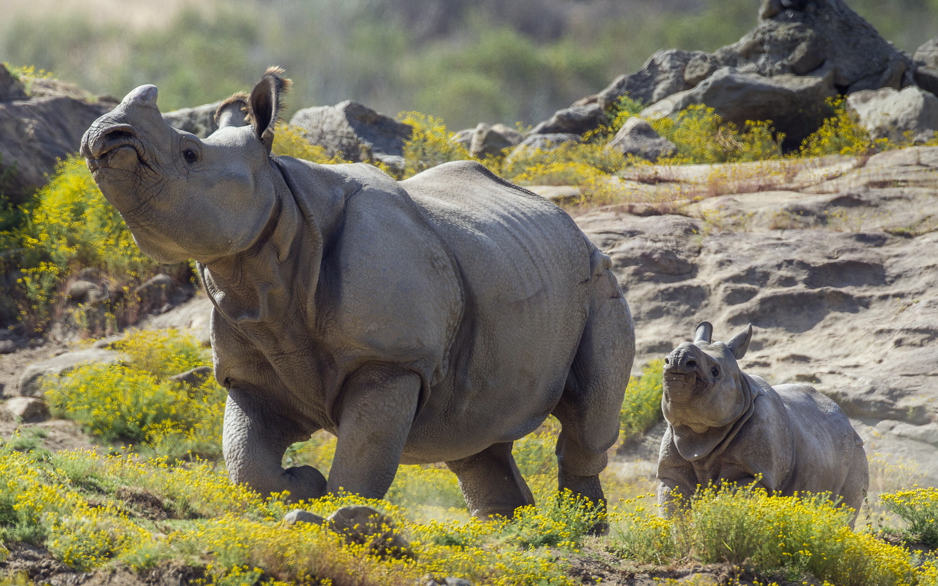 White Rhinoceros Wallpapers