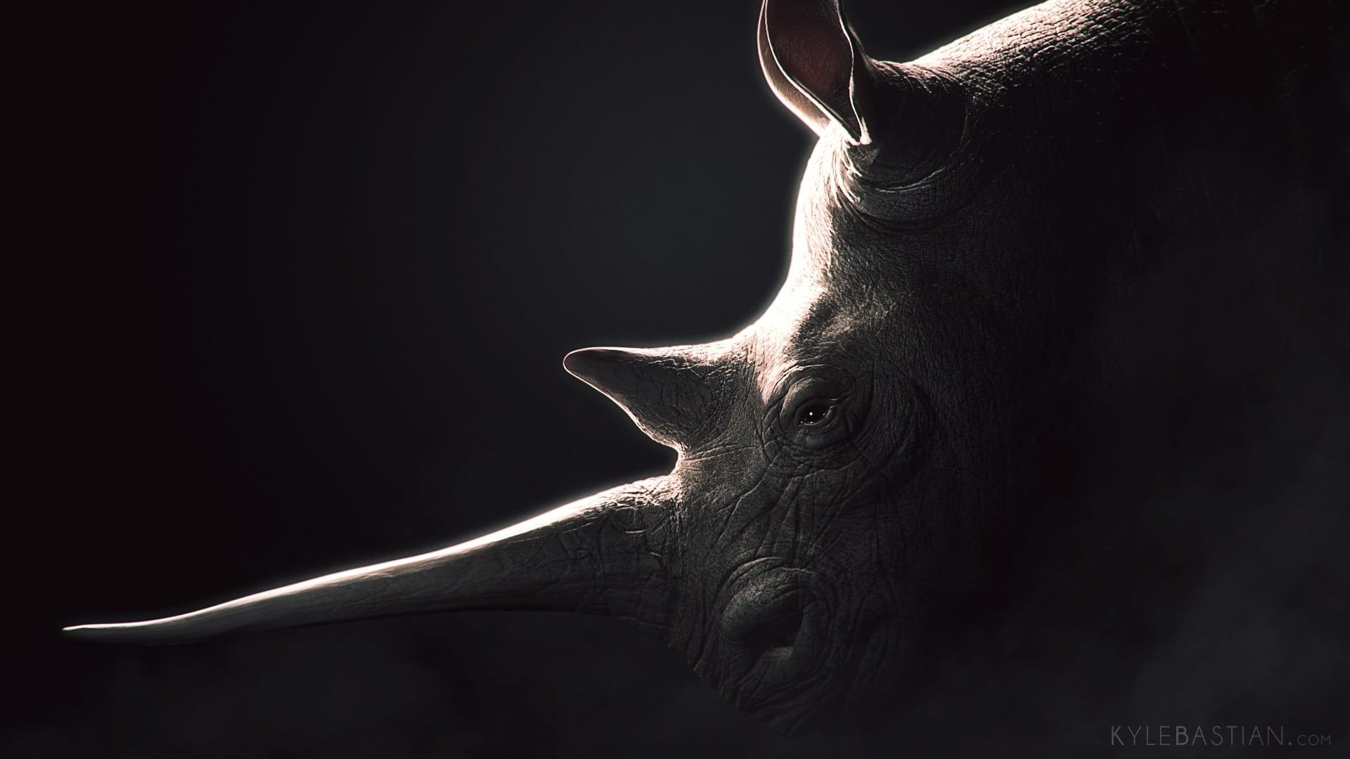 White Rhinoceros Wallpapers