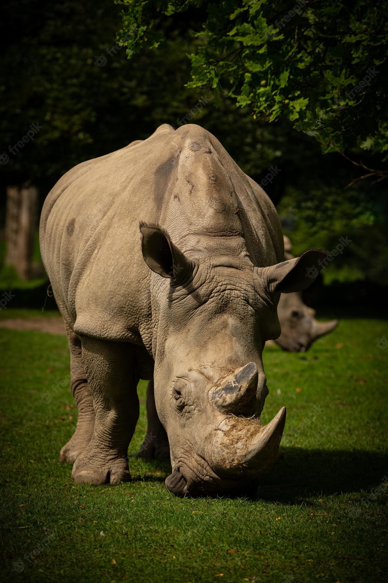 White Rhinoceros Wallpapers