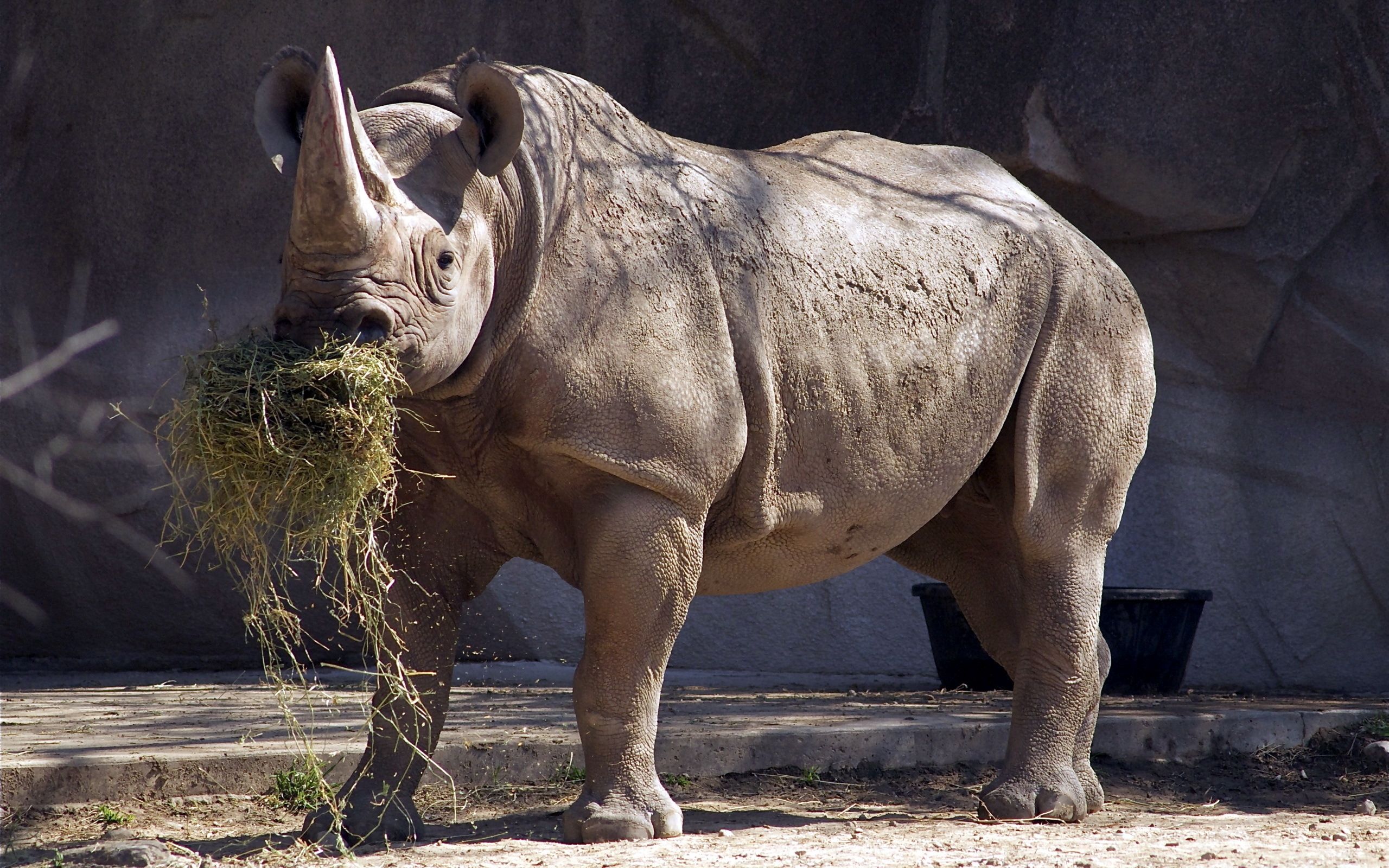 White Rhinoceros Wallpapers