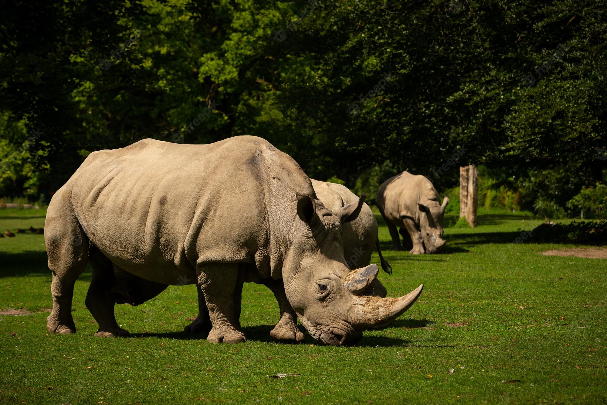 White Rhinoceros Wallpapers