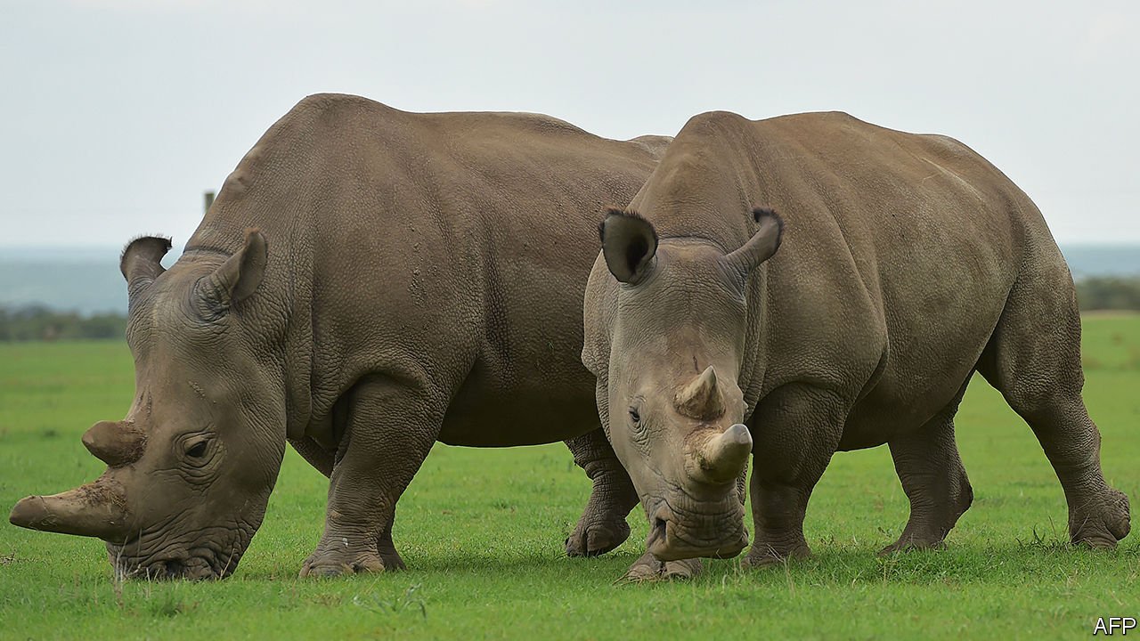 White Rhinoceros Wallpapers