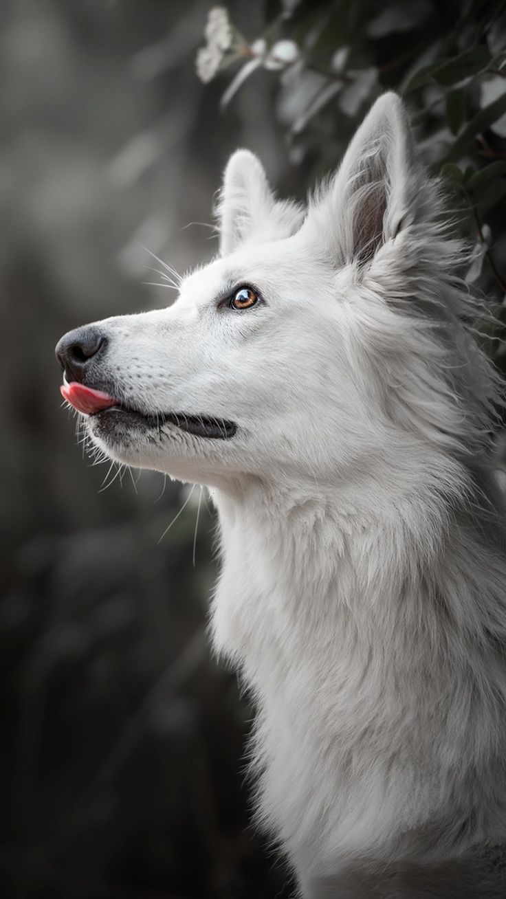 White Shepherd Wallpapers