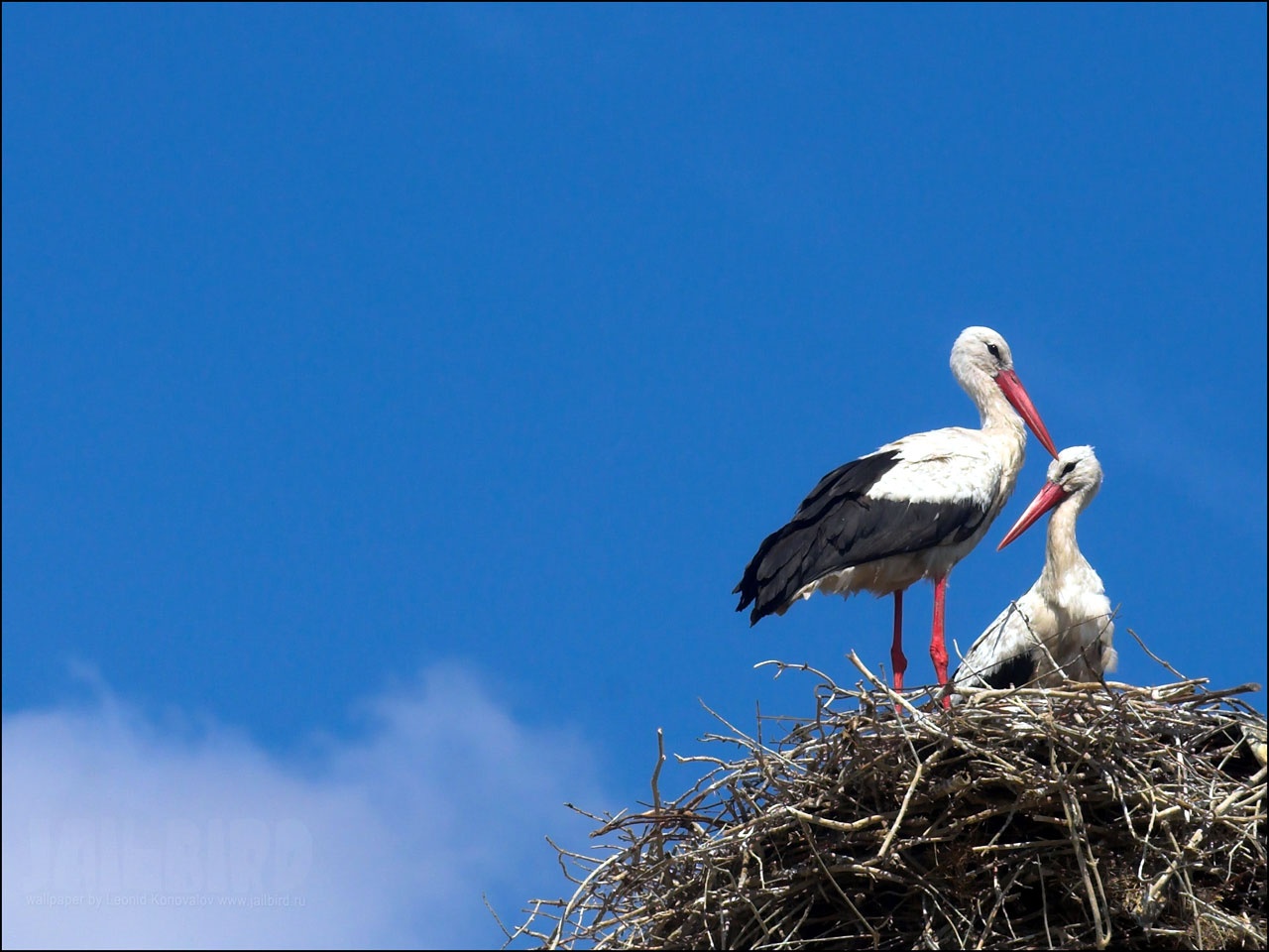 White Stork Wallpapers