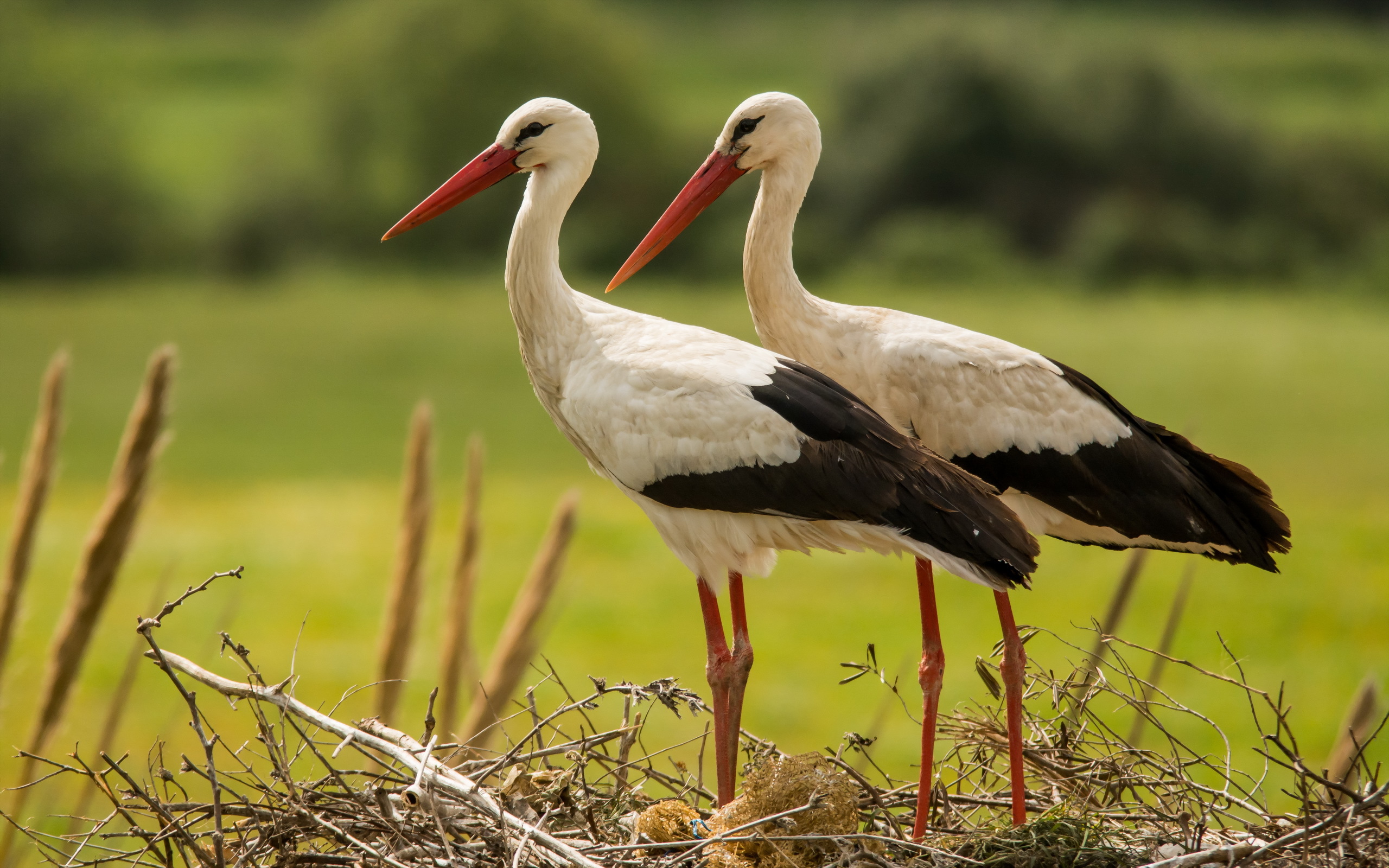 White Stork Wallpapers