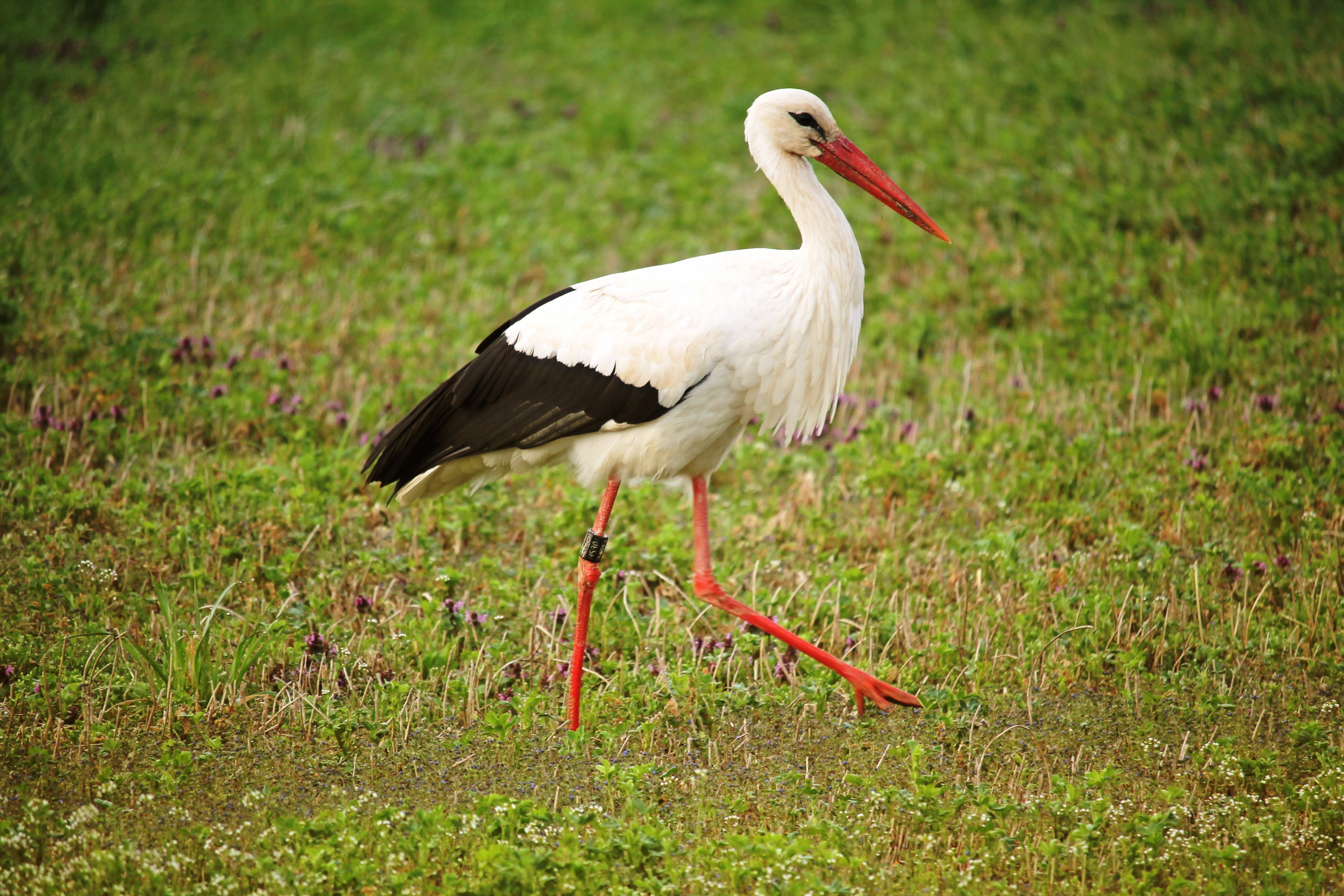 White Stork Wallpapers