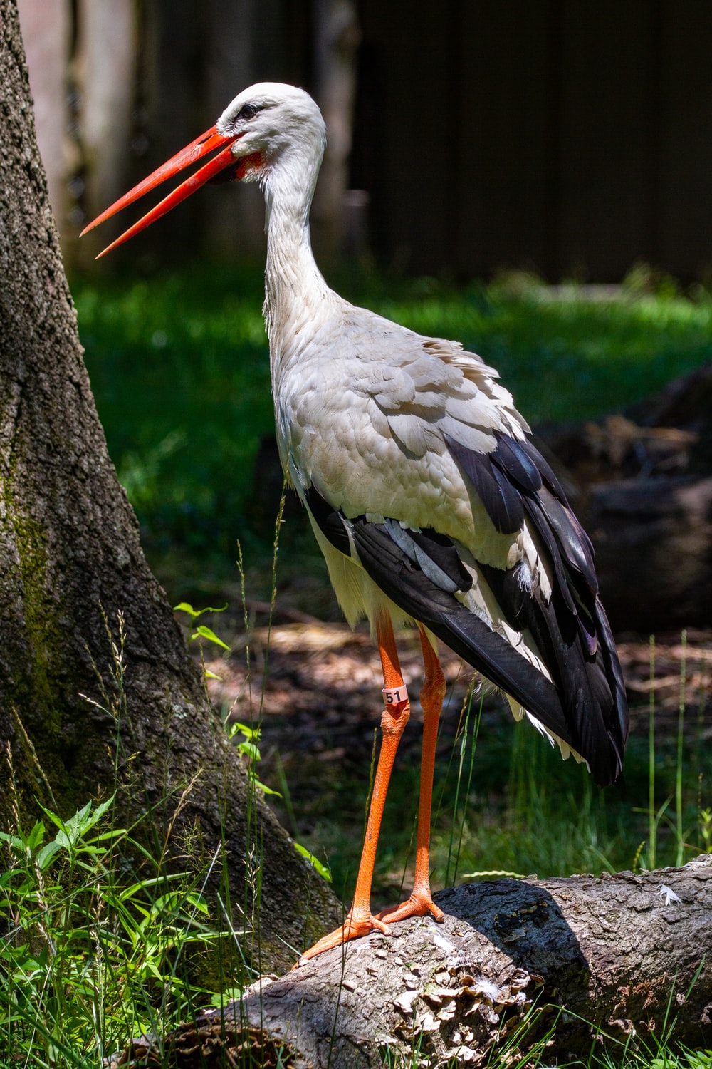 White Stork Wallpapers