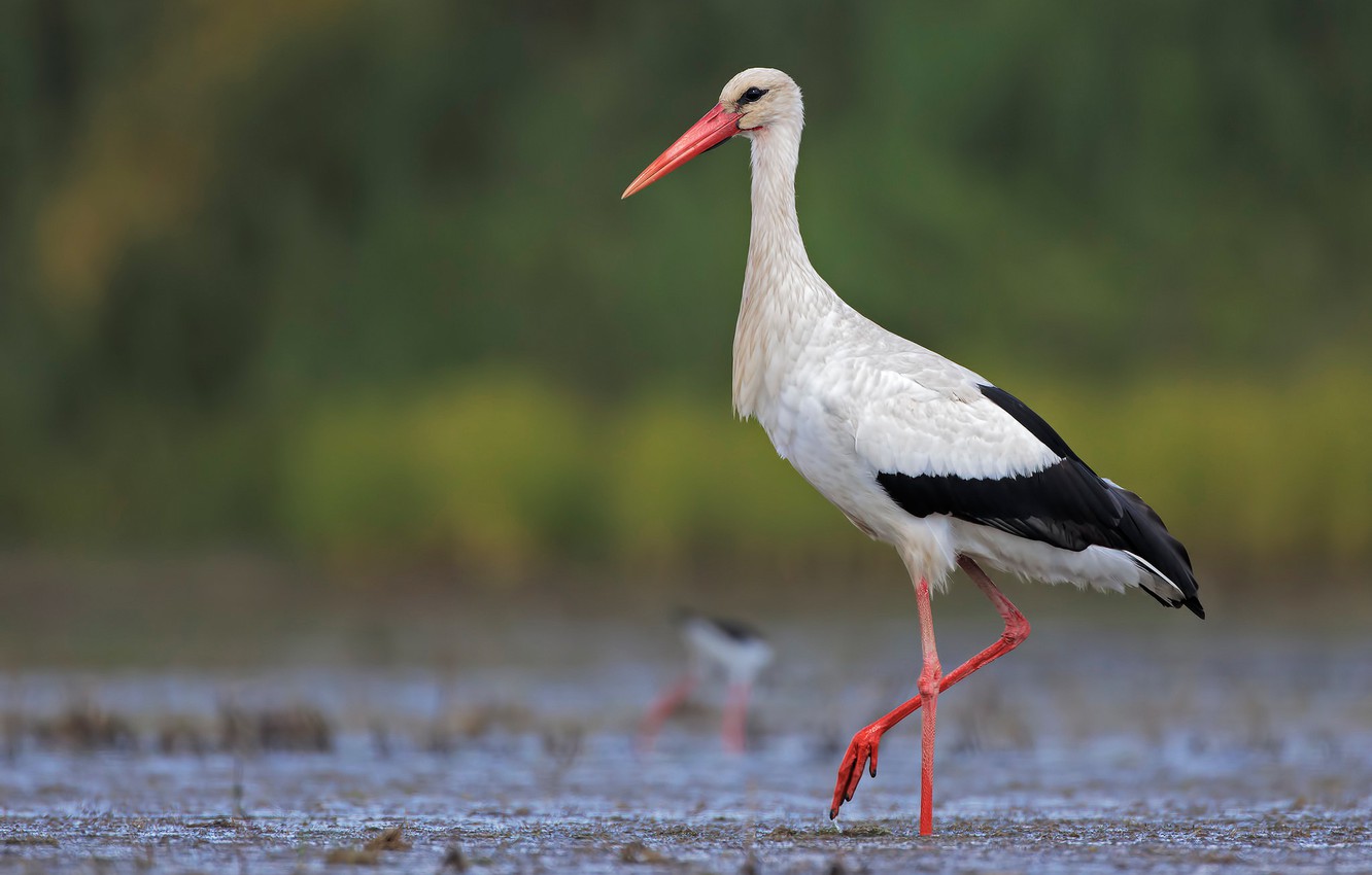 White Stork Wallpapers