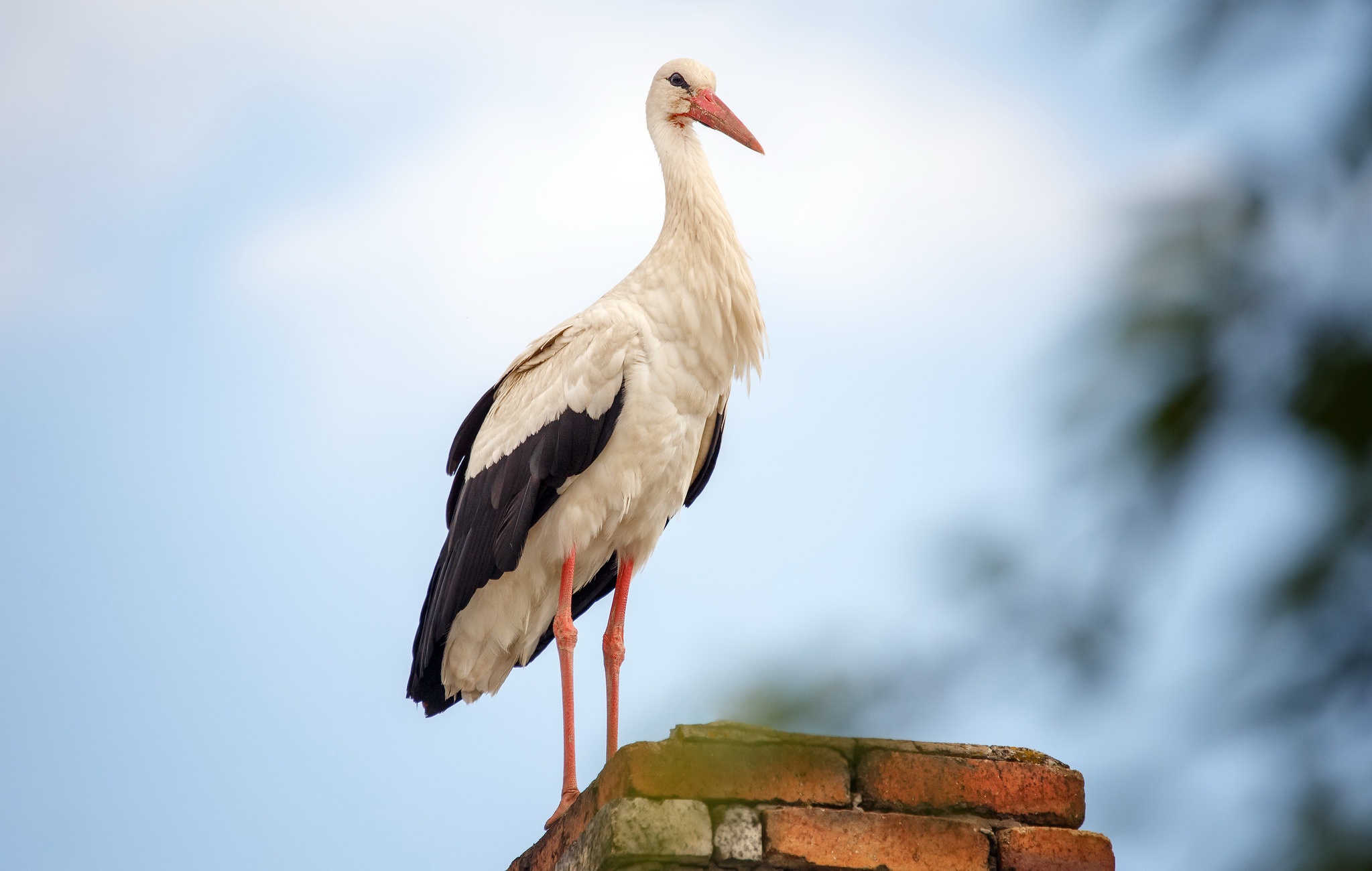 White Stork Wallpapers