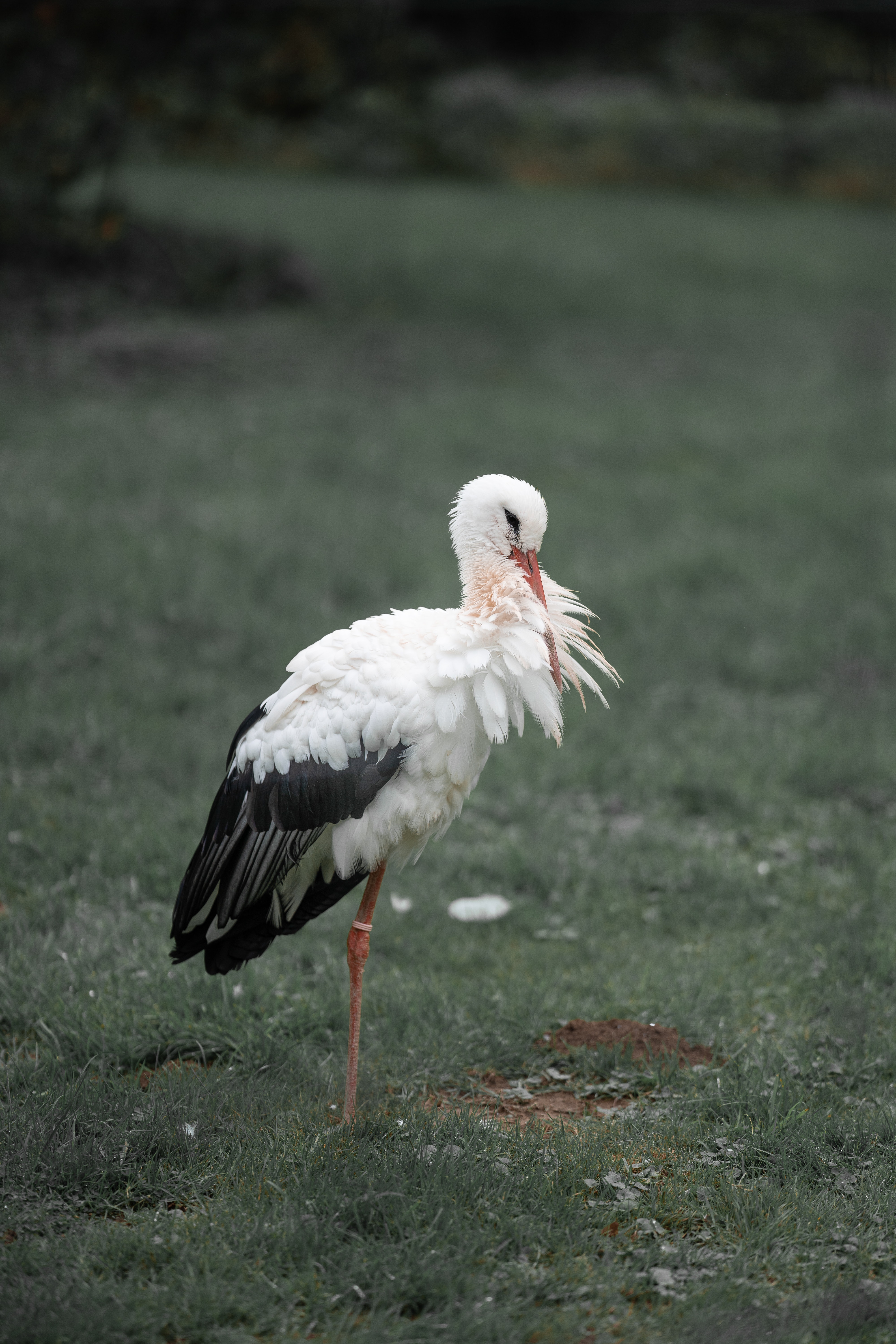 White Stork Wallpapers