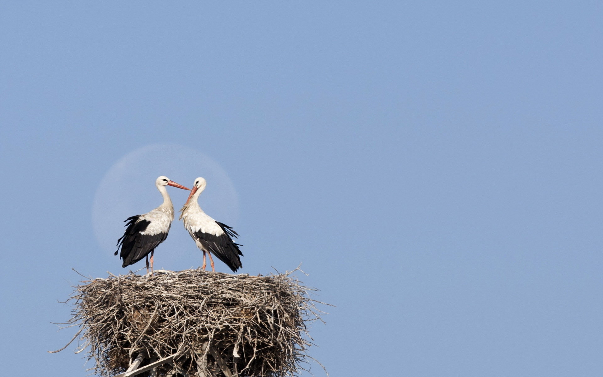 White Stork Wallpapers