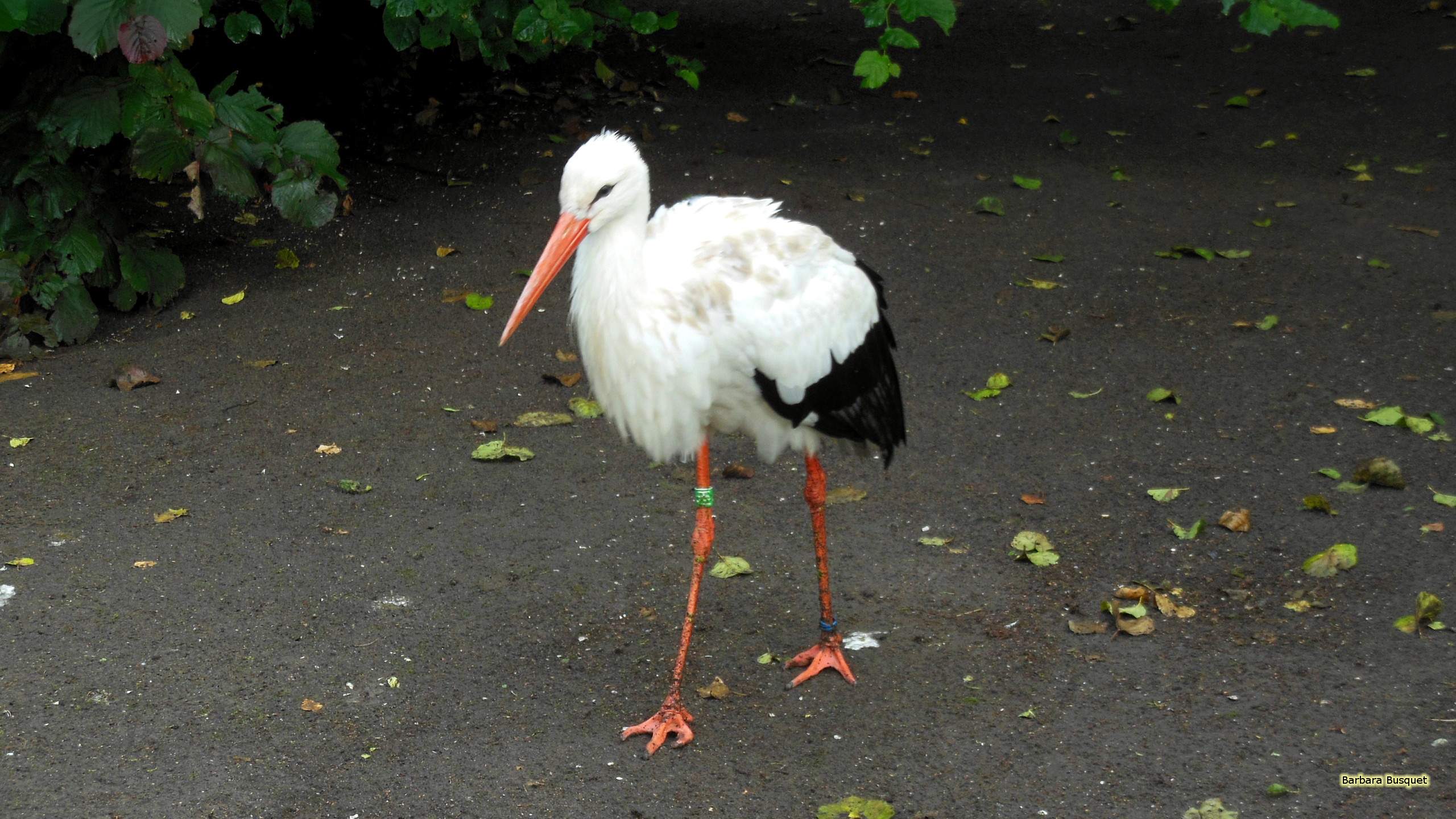 White Stork Wallpapers