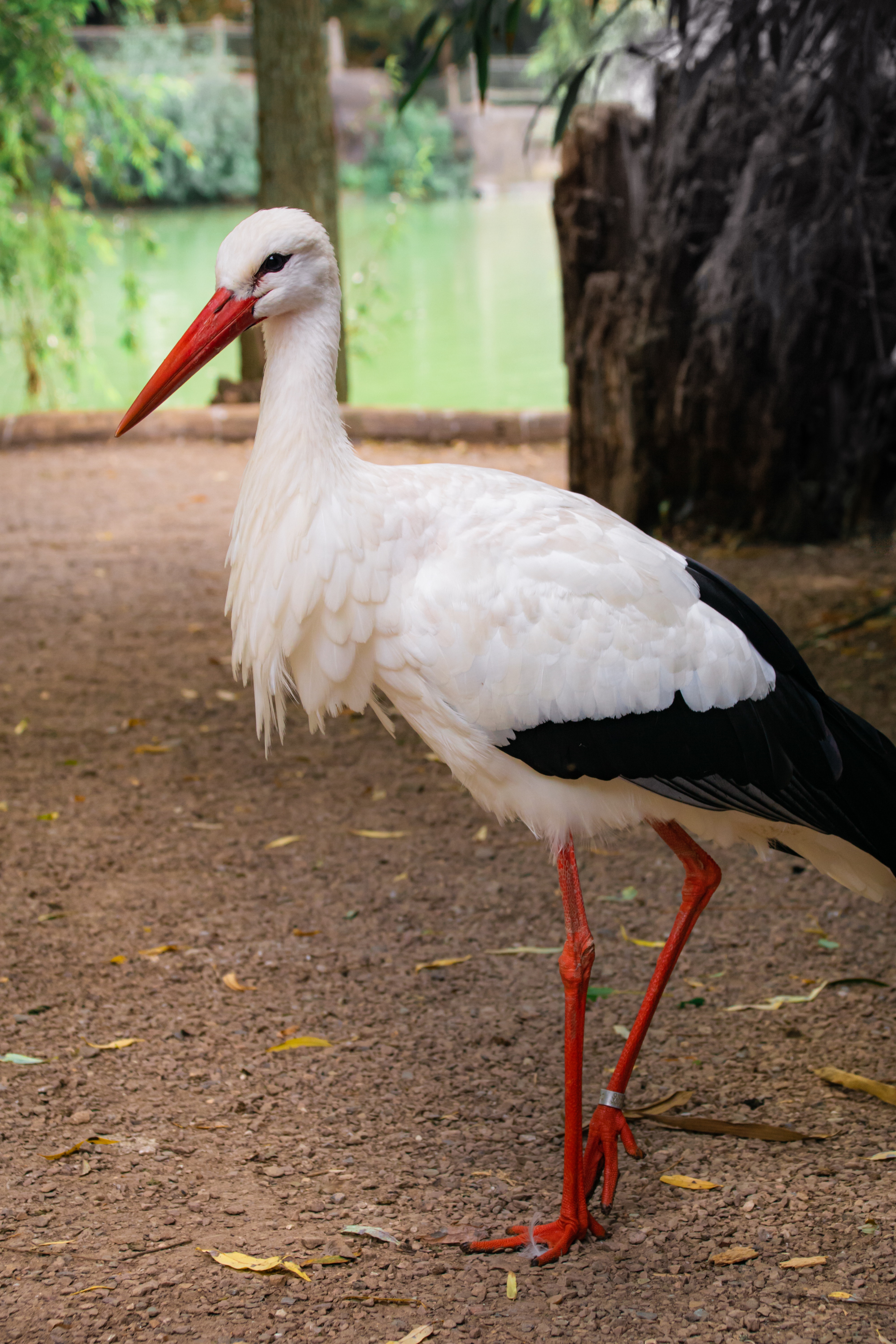 White Stork Wallpapers