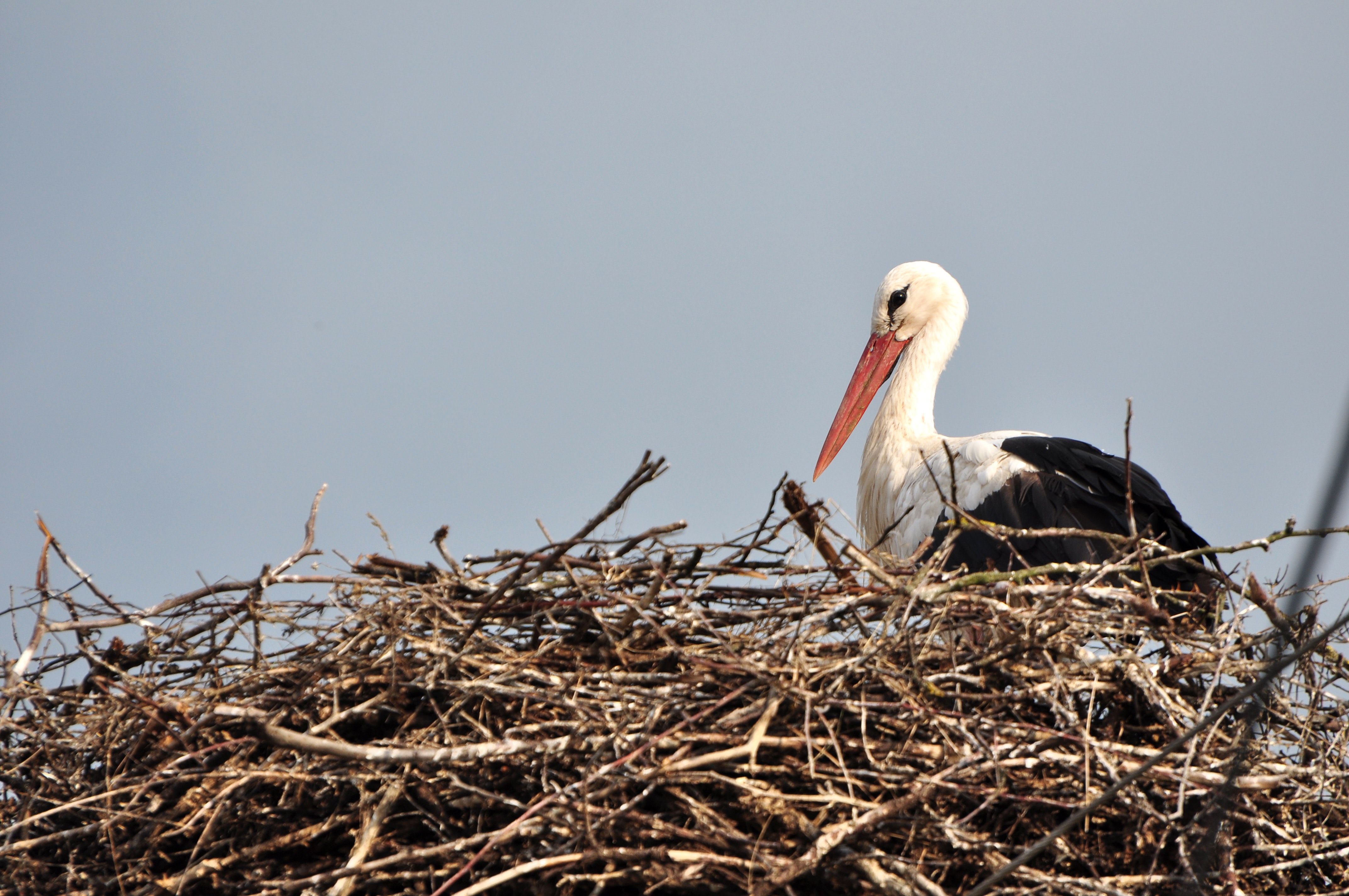 White Stork Wallpapers