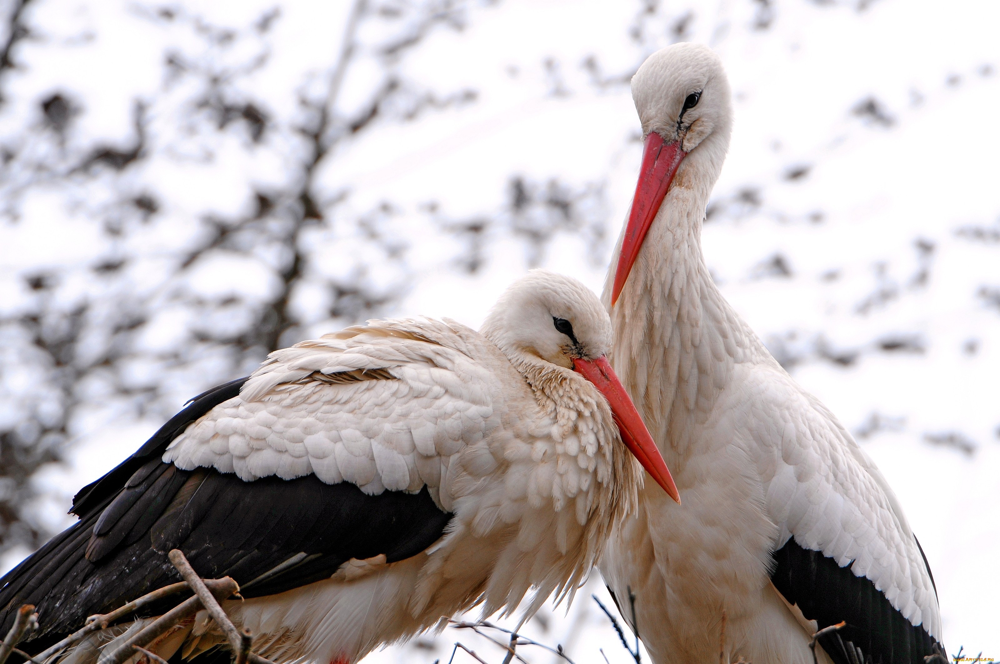 White Stork Wallpapers