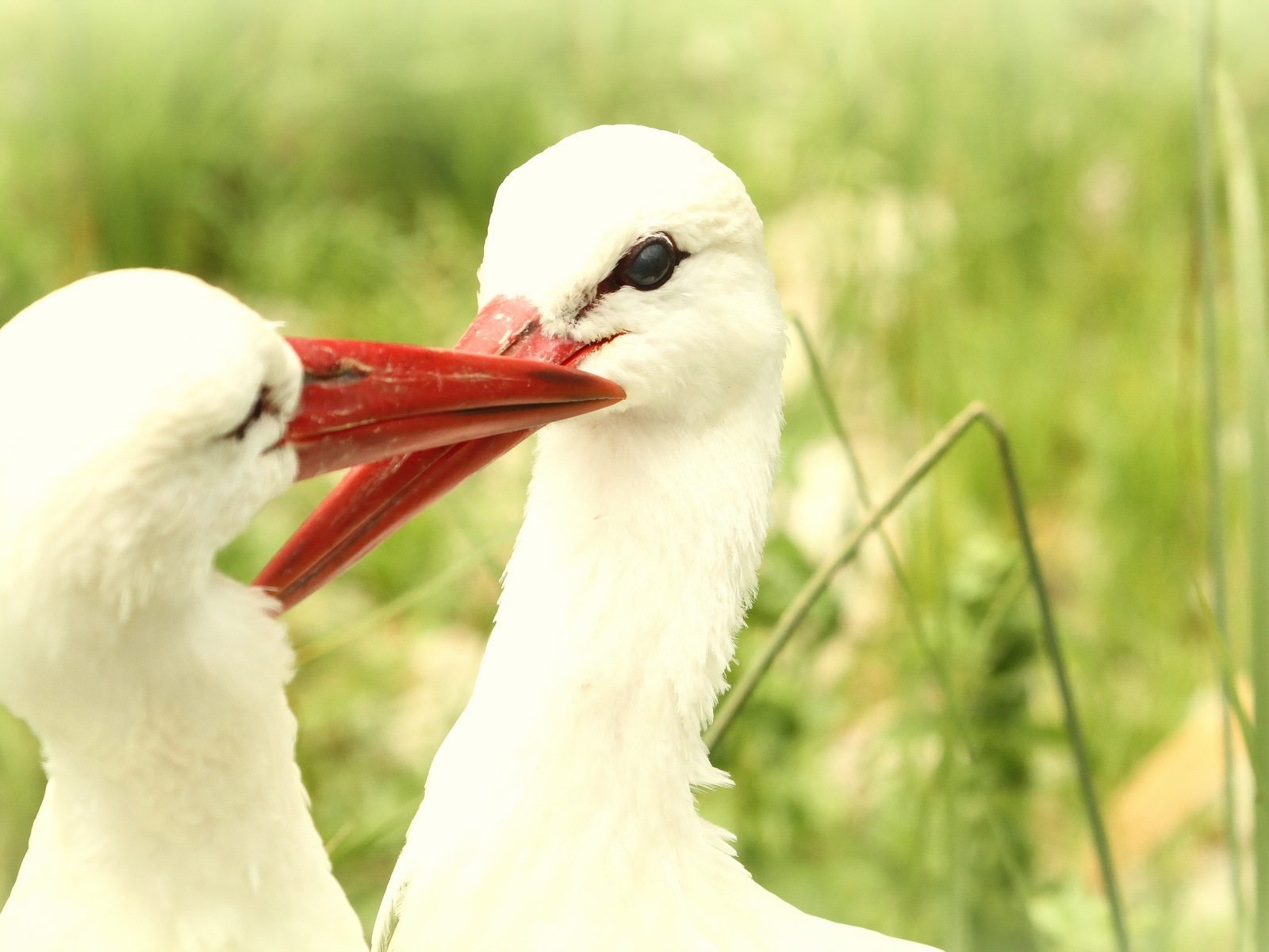 White Stork Wallpapers