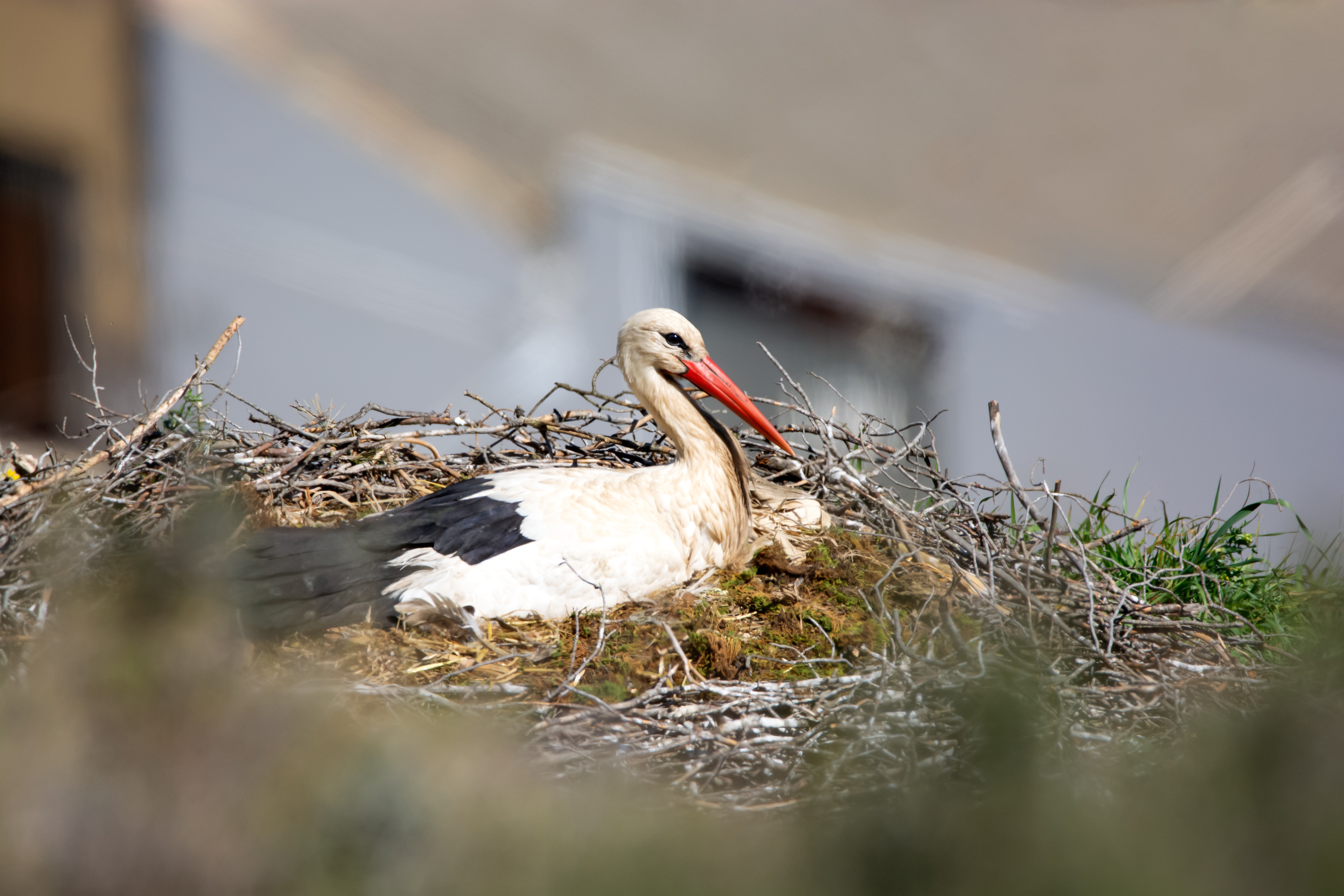 White Stork Wallpapers