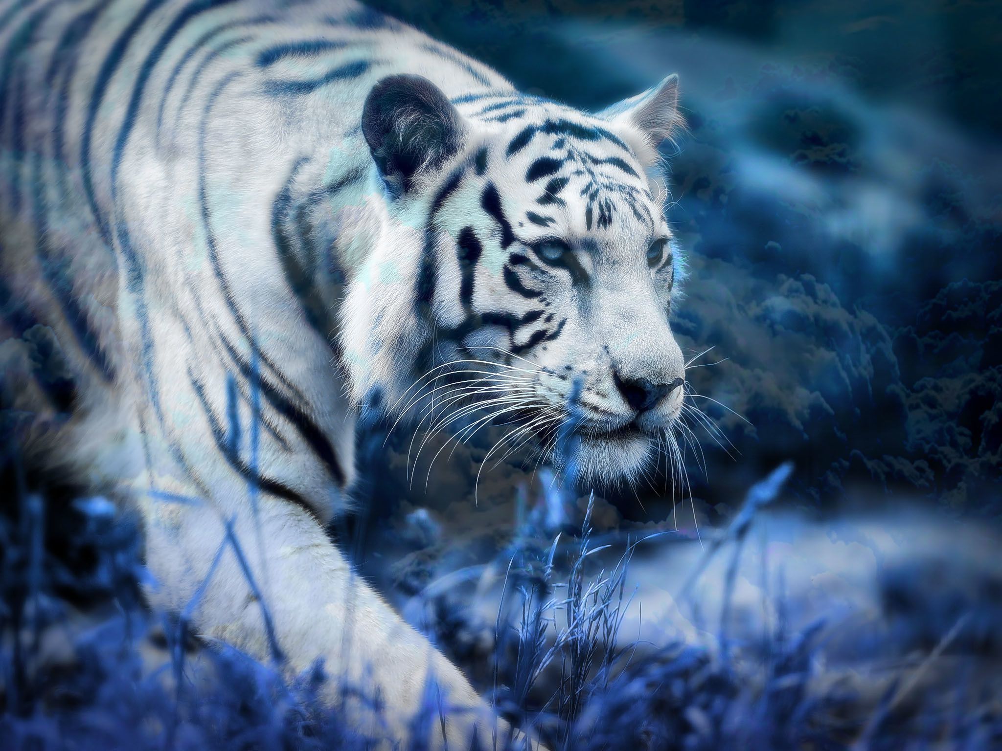 White Tiger Wallpapers