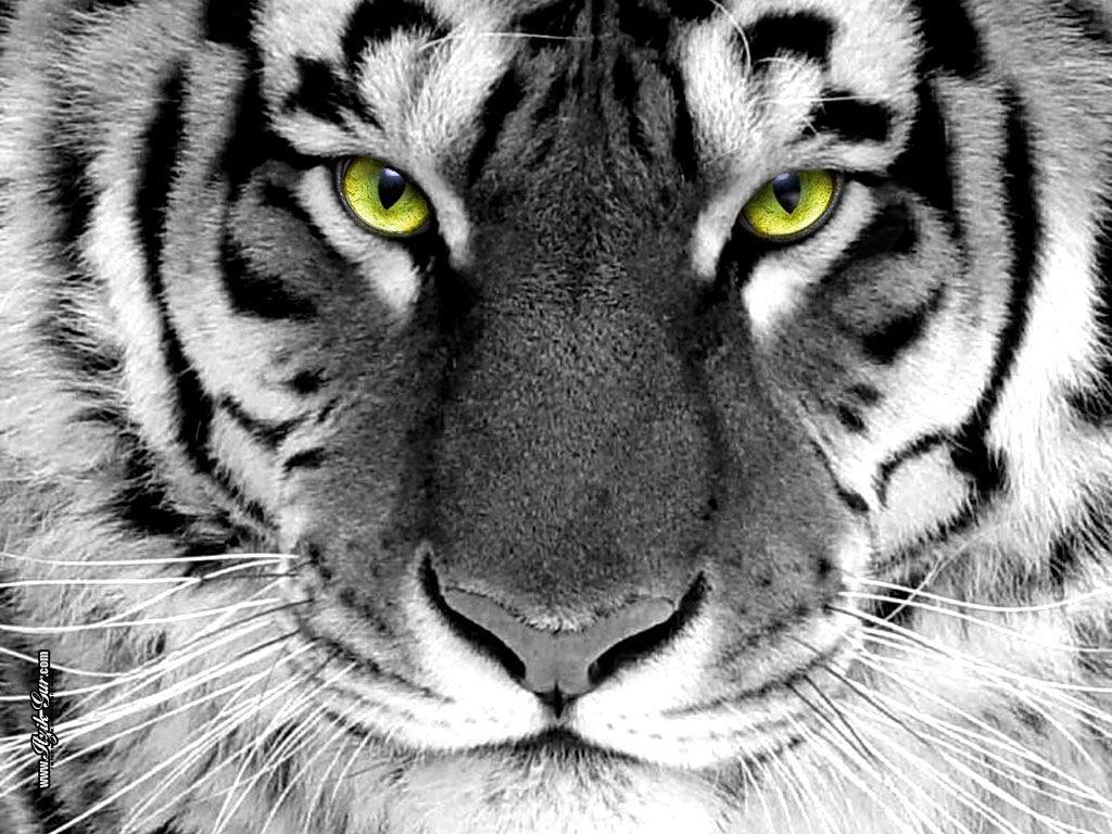 White Tiger Wallpapers